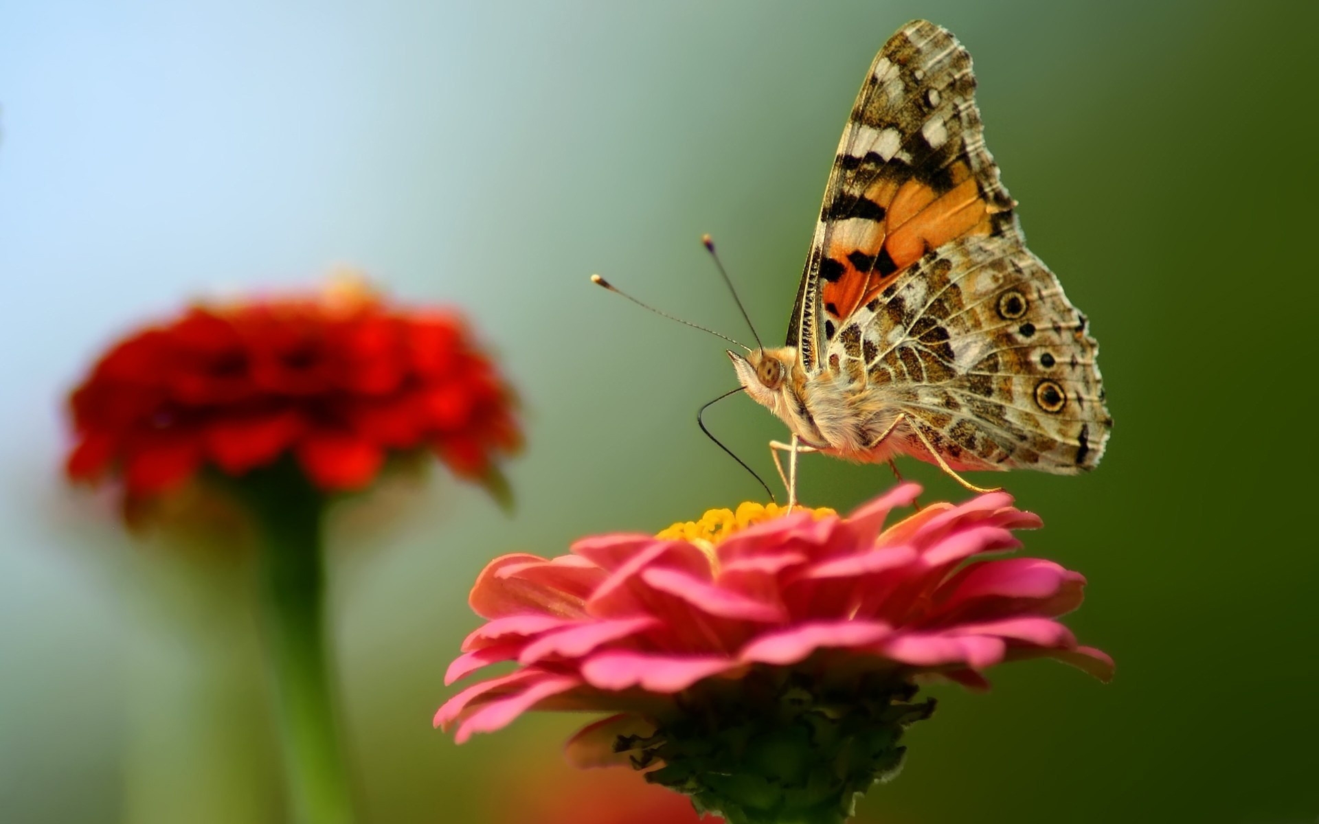 567840 Bildschirmschoner und Hintergrundbilder Schmetterlinge auf Ihrem Telefon. Laden Sie  Bilder kostenlos herunter