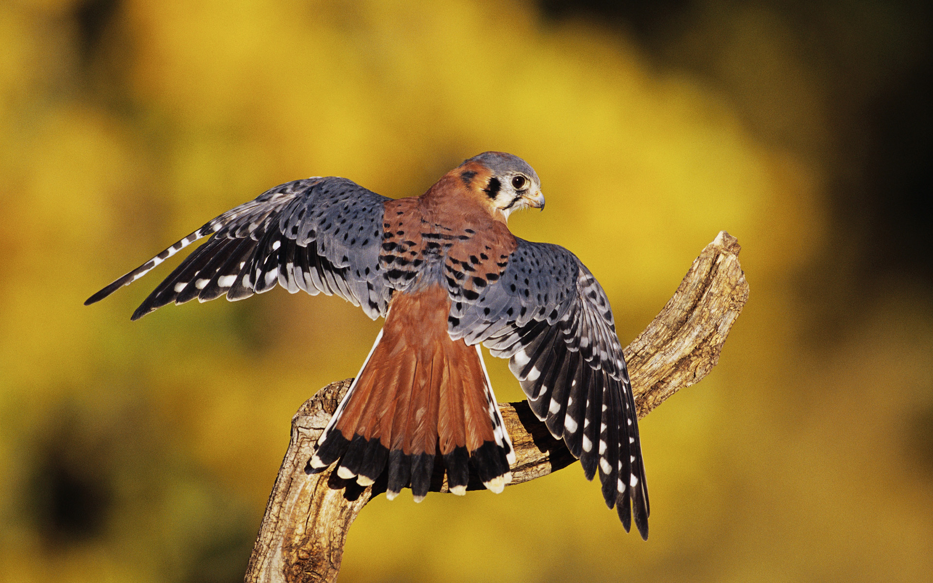 Baixe gratuitamente a imagem Animais, Aves, Pássaro na área de trabalho do seu PC