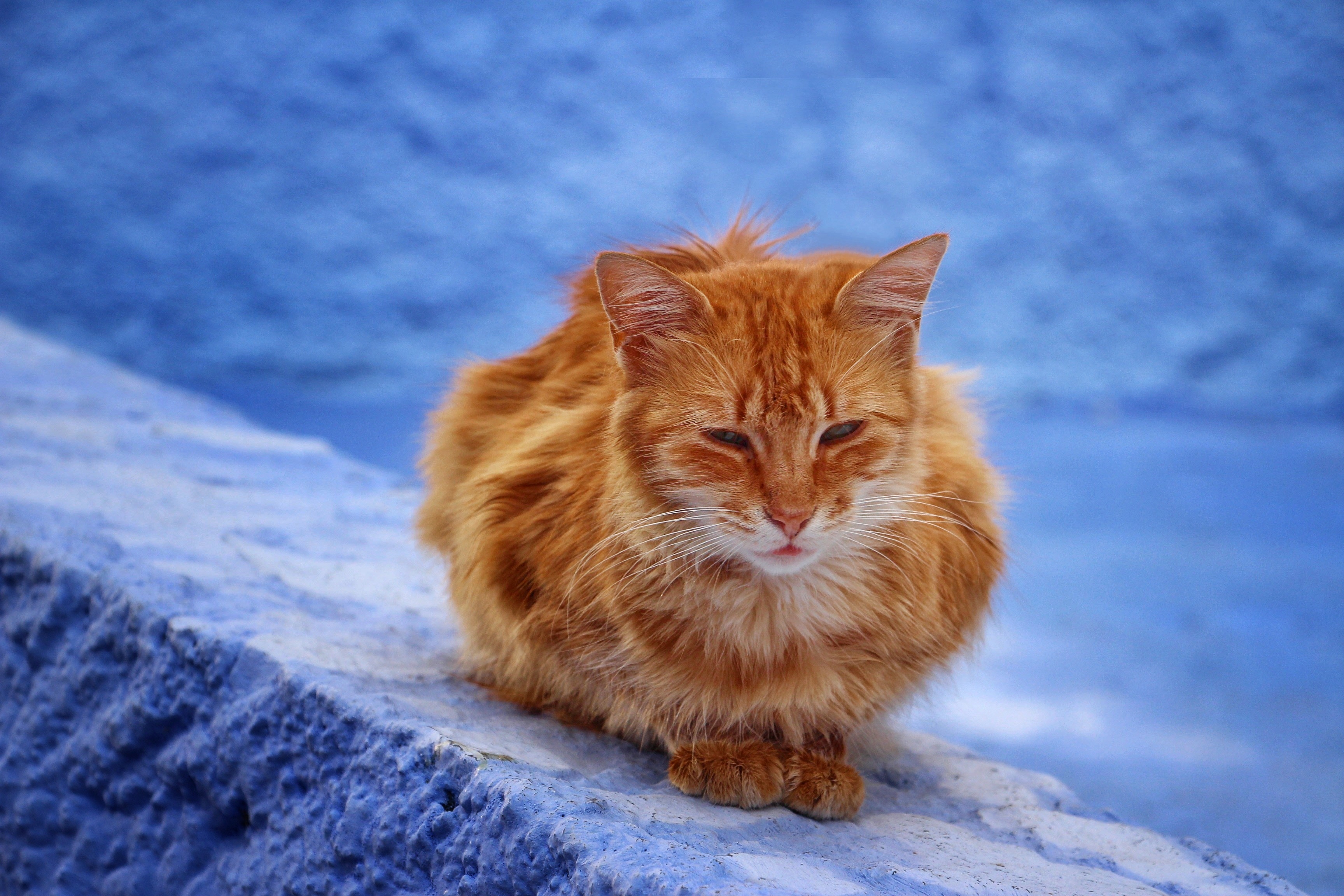 Free download wallpaper Animals, Redhead, Is Sitting, Sits, Cat on your PC desktop