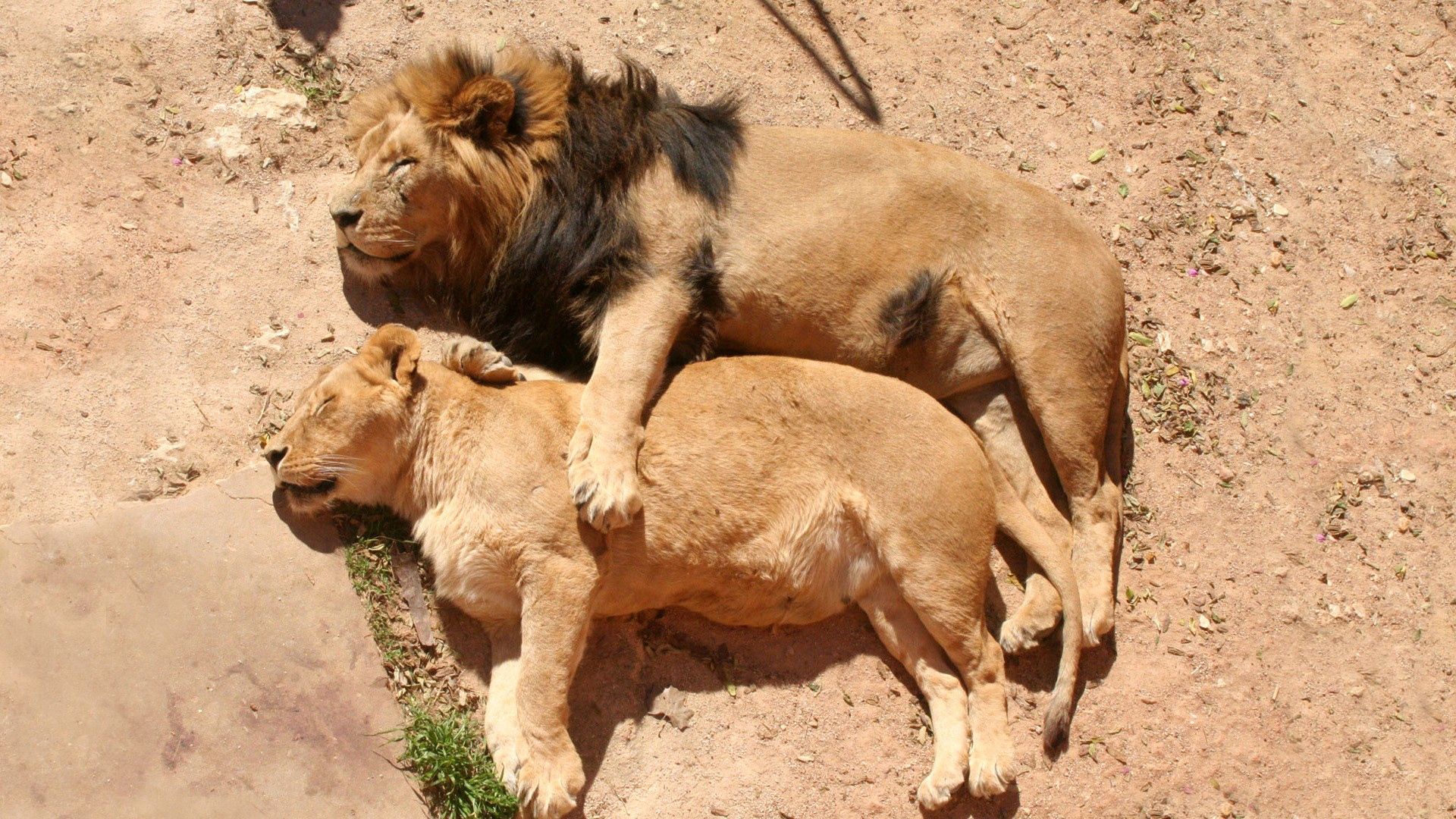 dream, animals, lions, couple, pair, to lie down, lie, lion, lioness, sleep HD wallpaper