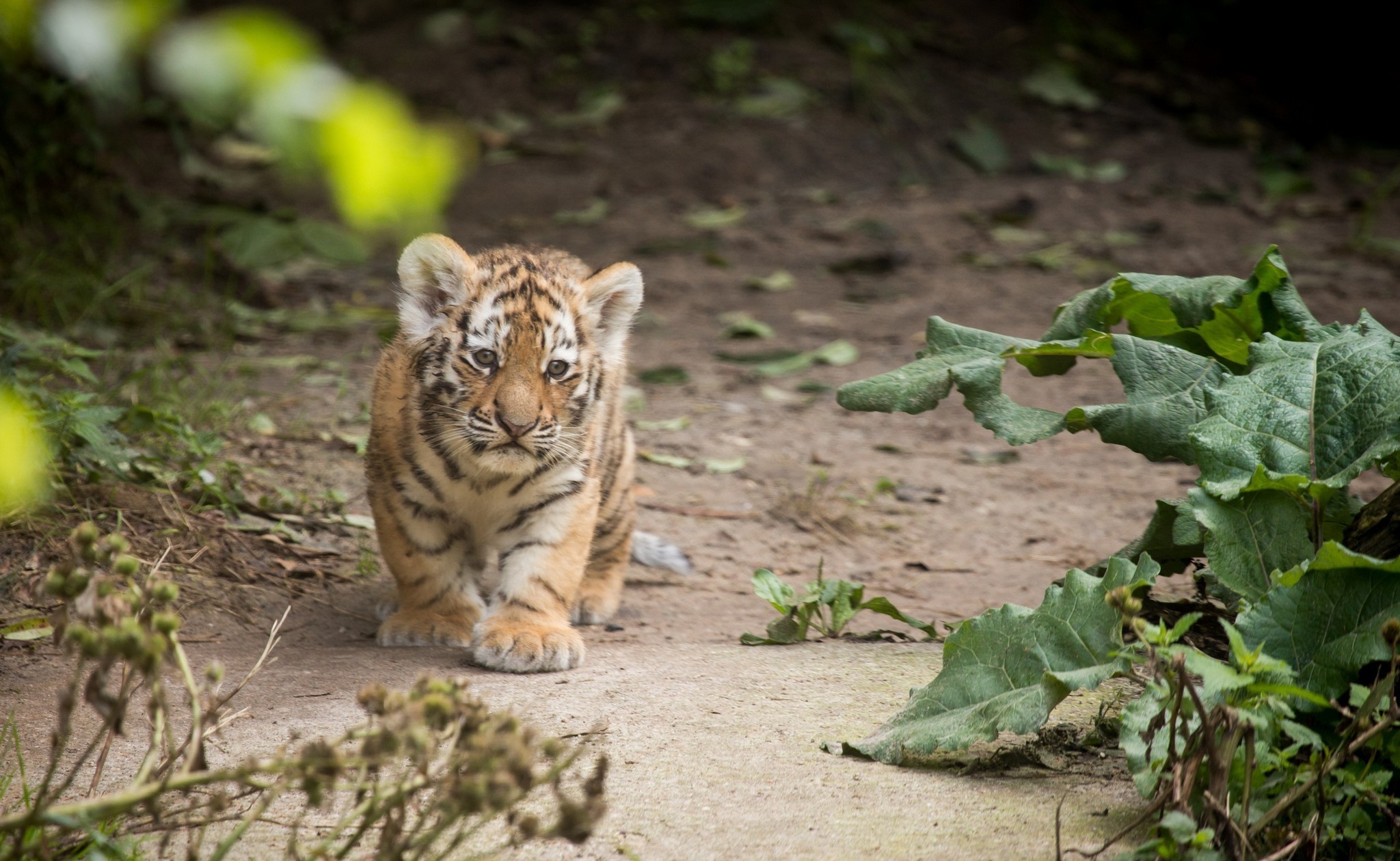 Laden Sie das Katzen, Tiere, Tiger-Bild kostenlos auf Ihren PC-Desktop herunter