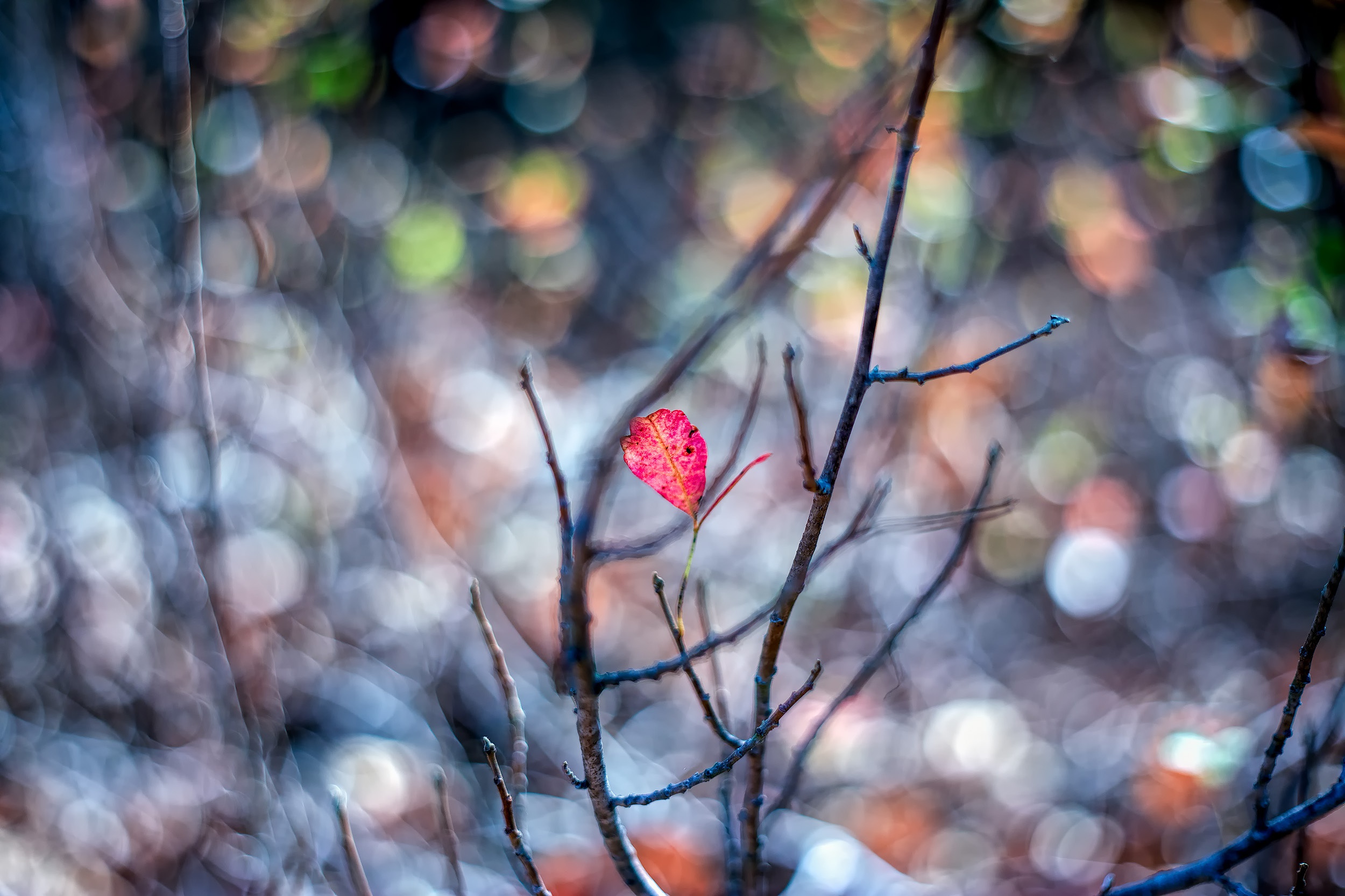 Download mobile wallpaper Nature, Leaf, Fall, Branch, Earth, Bokeh for free.