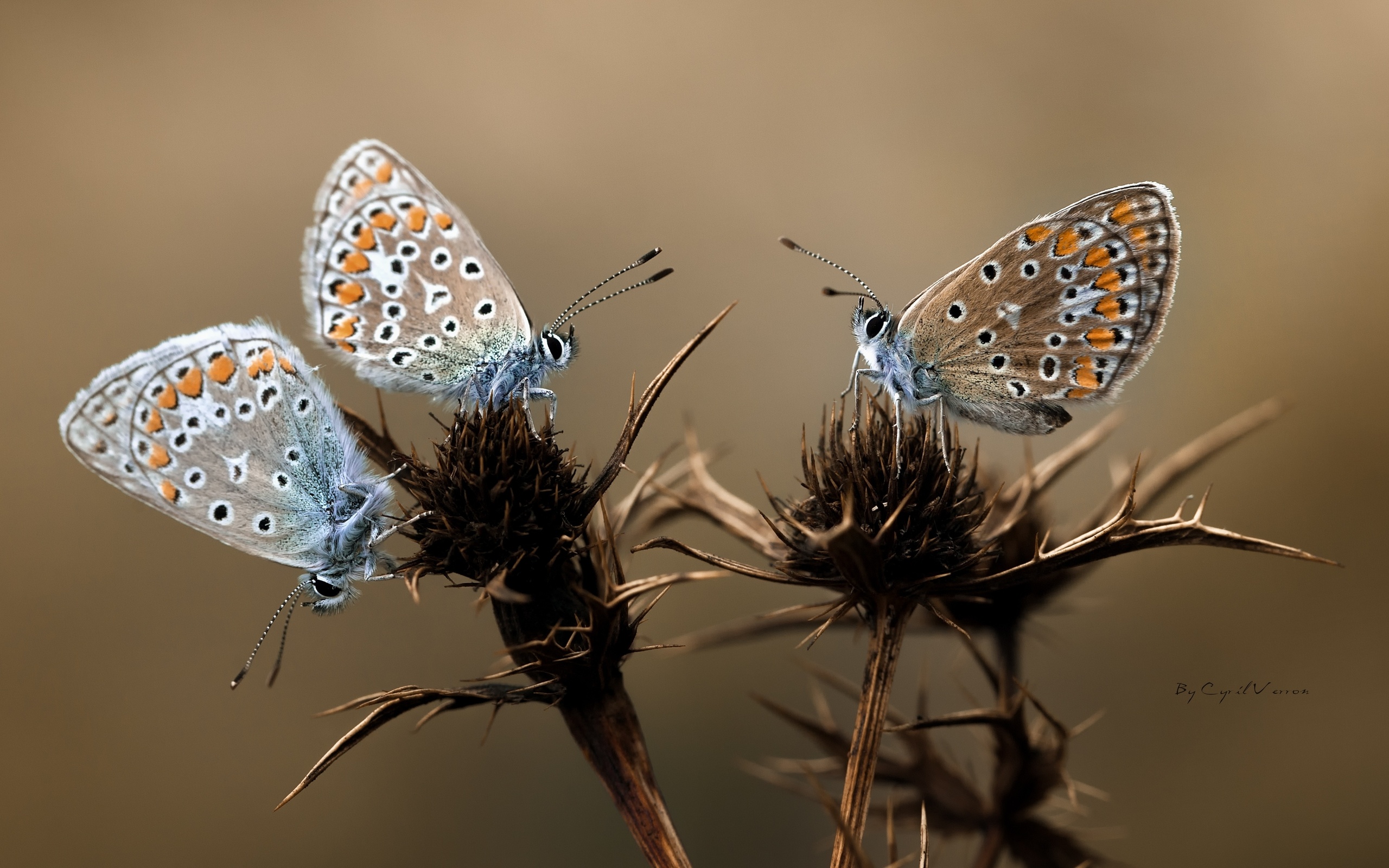 Download mobile wallpaper Butterfly, Animal for free.