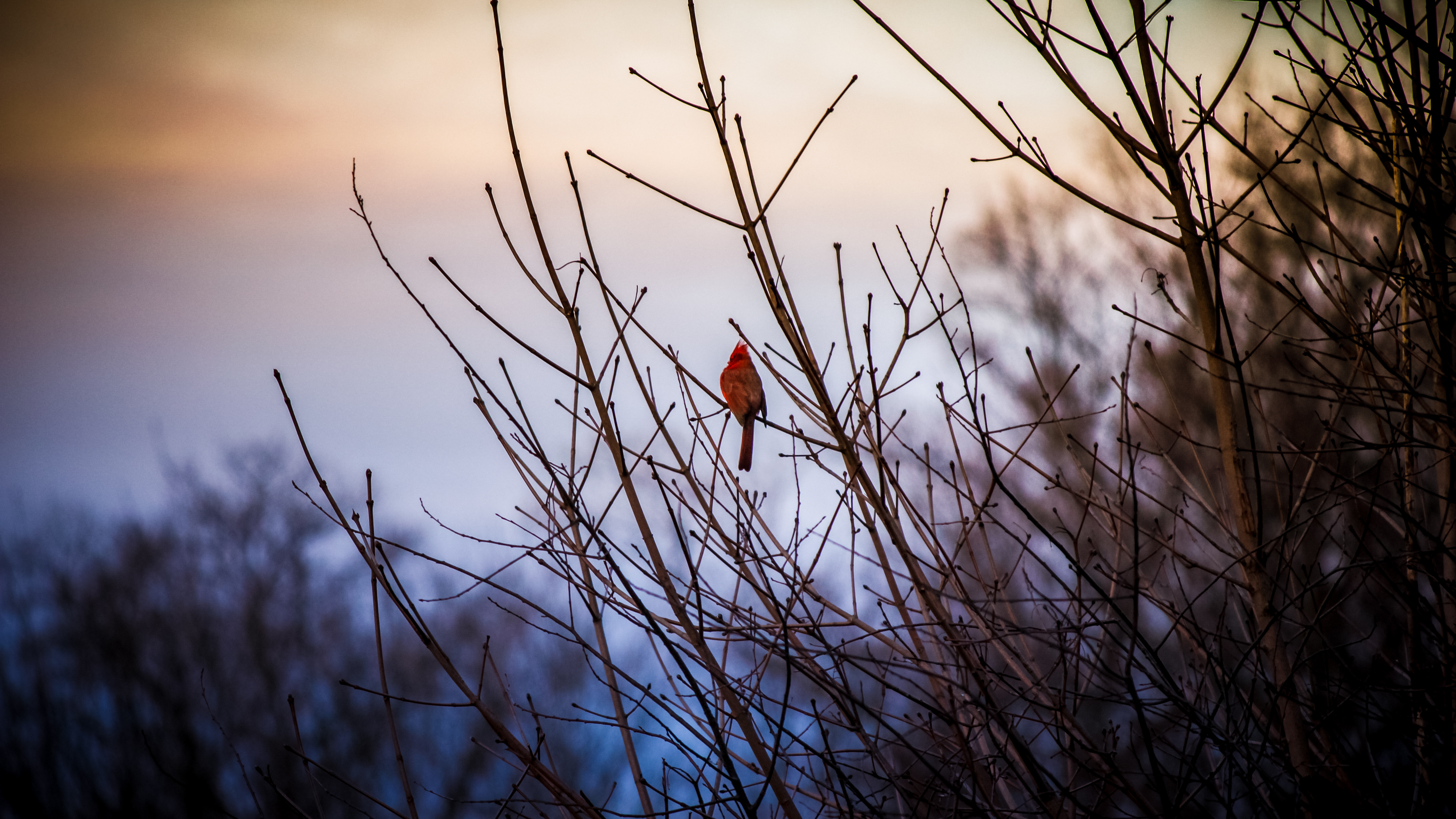 51831 descargar imagen cardenal rojo, animales, arbusto, pájaro: fondos de pantalla y protectores de pantalla gratis