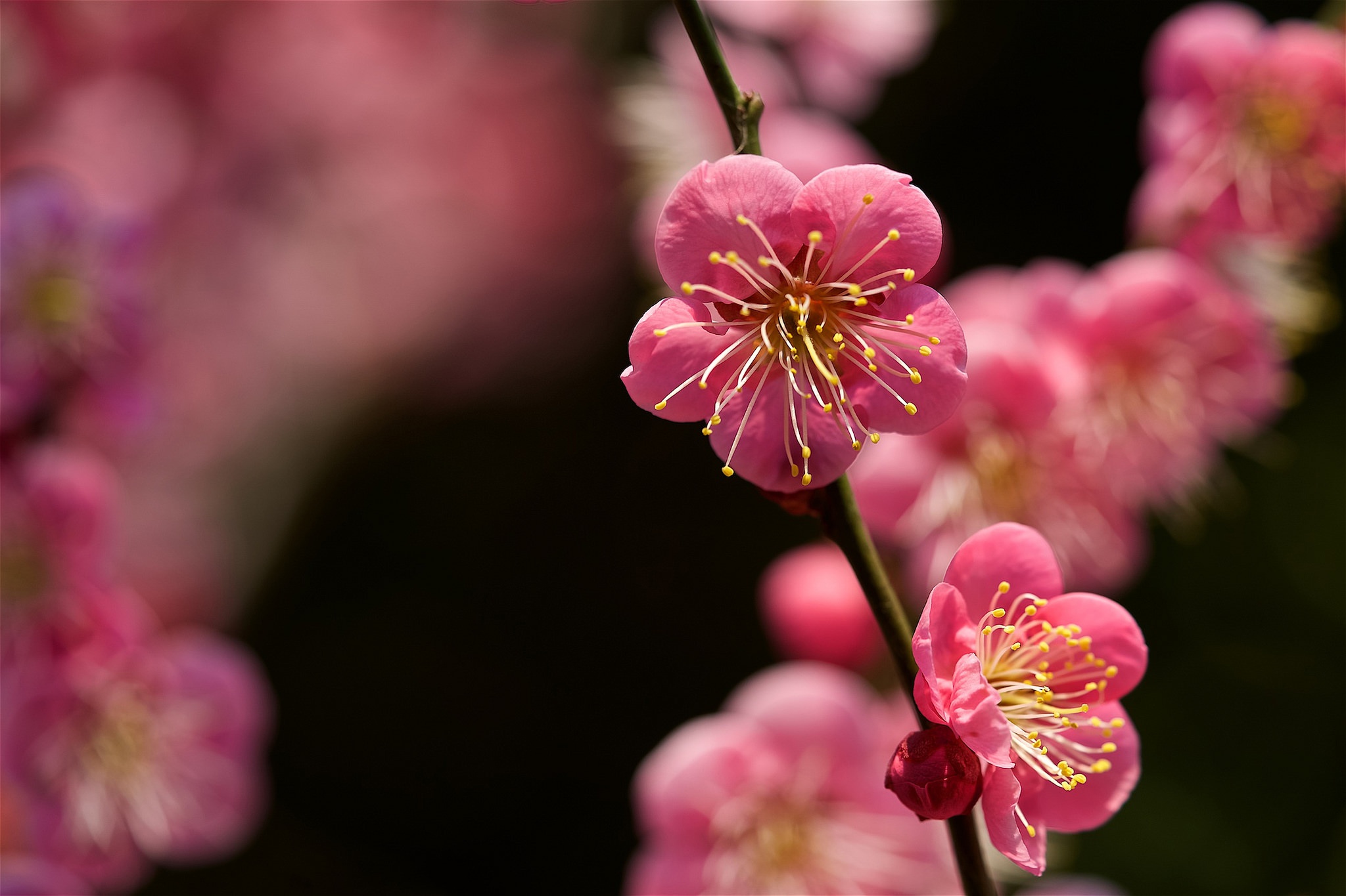 Free download wallpaper Flowers, Flower, Macro, Branch, Earth, Spring, Blossom on your PC desktop