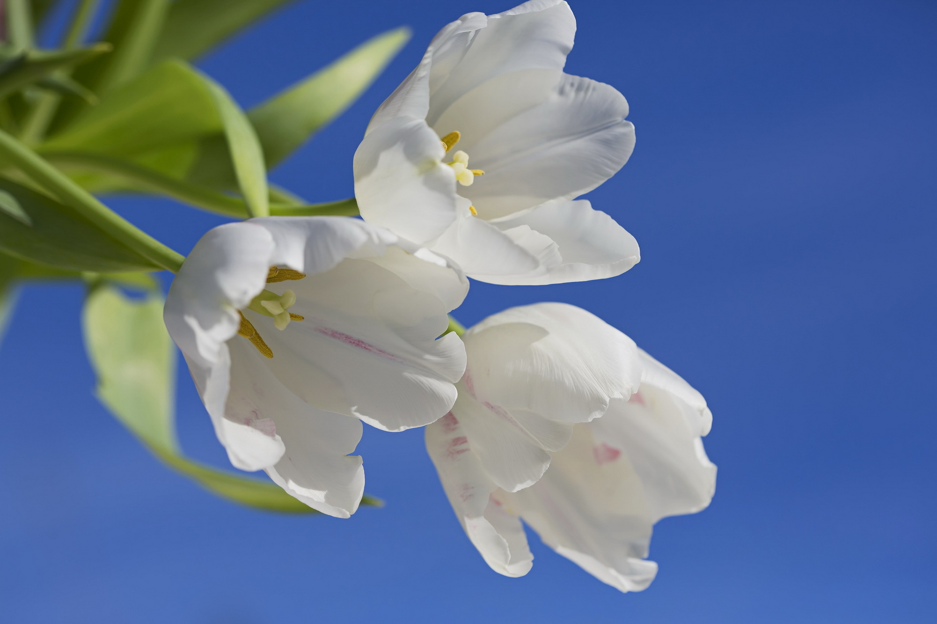 Handy-Wallpaper Tulpe, Weiße Blume, Blumen, Blume, Erde/natur kostenlos herunterladen.
