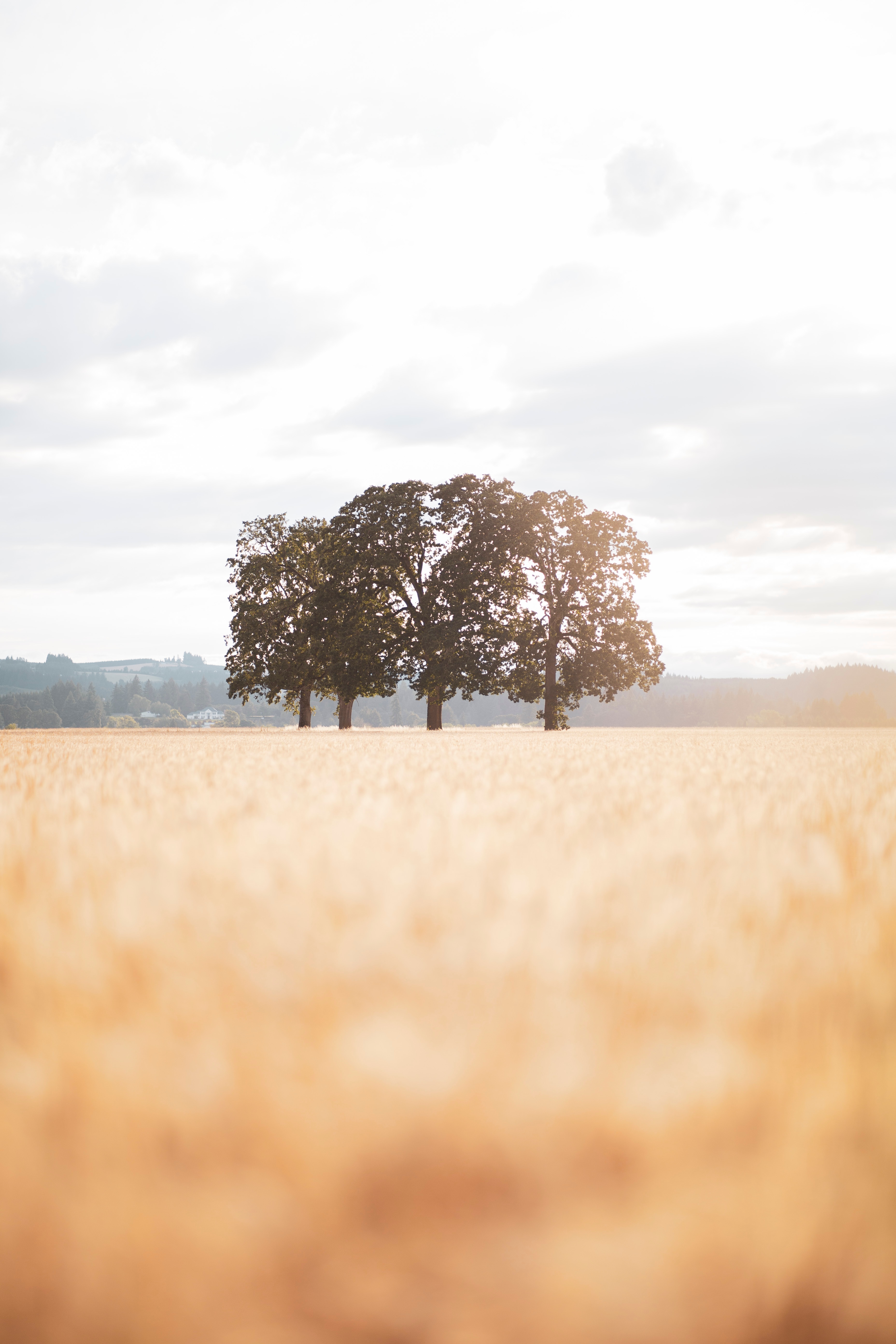Download mobile wallpaper Field, Nature, Sunlight, Trees, Landscape for free.