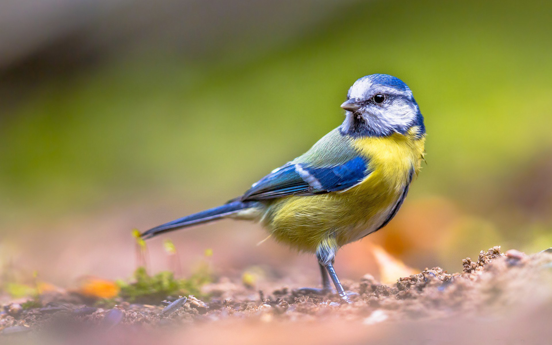 Free download wallpaper Birds, Bird, Animal, Titmouse, Blue Tit on your PC desktop