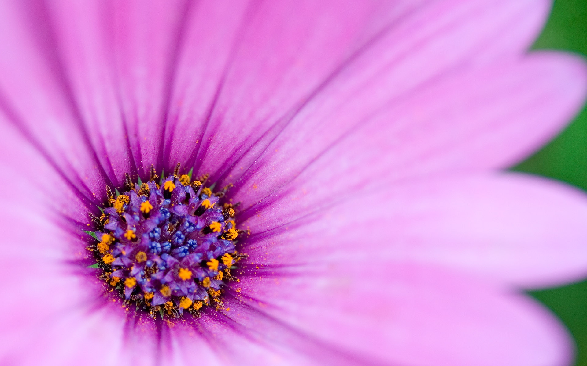 Laden Sie das Blumen, Blume, Gänseblümchen, Erde/natur-Bild kostenlos auf Ihren PC-Desktop herunter