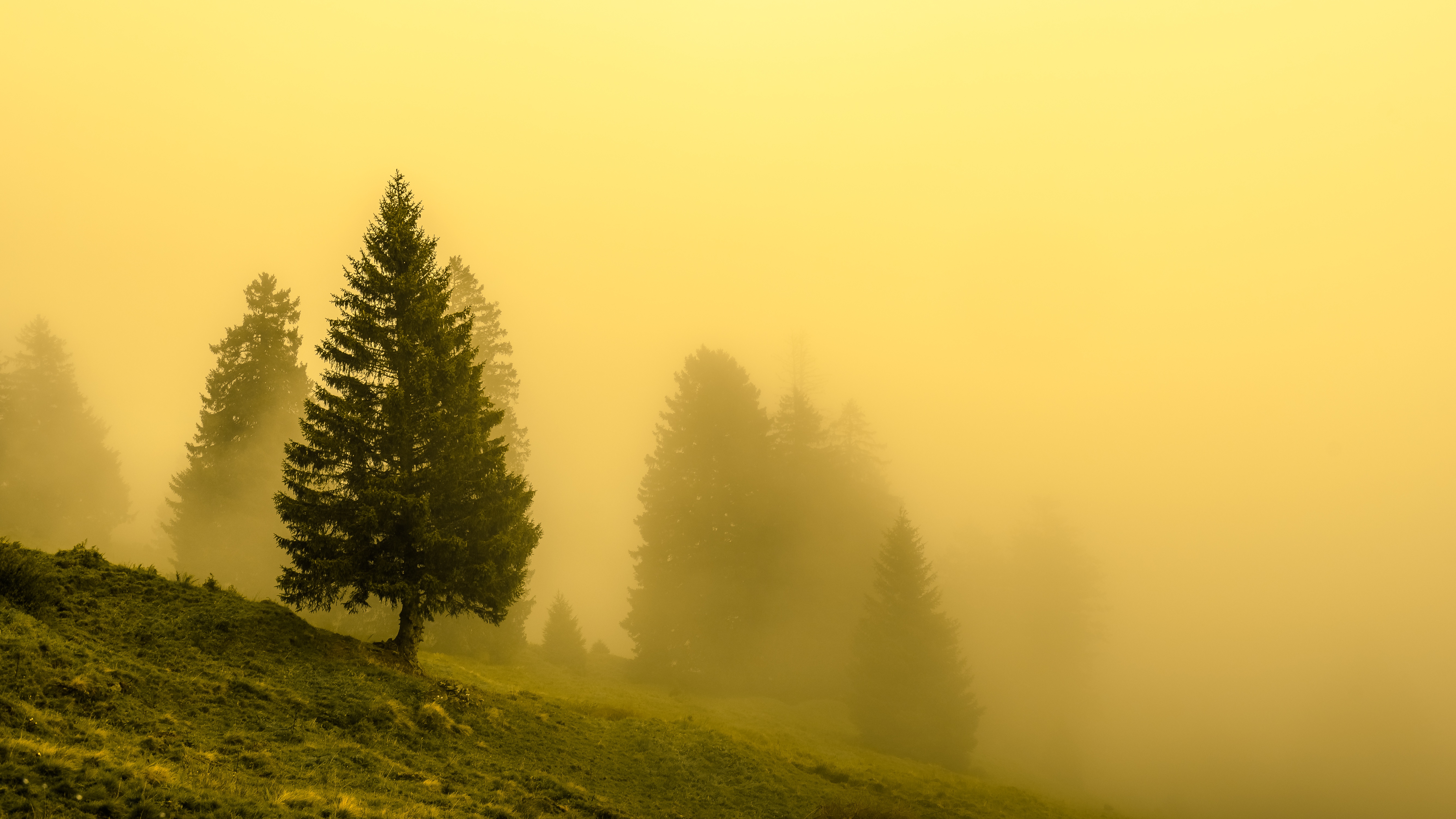 Download mobile wallpaper Nature, Tree, Fog, Earth for free.