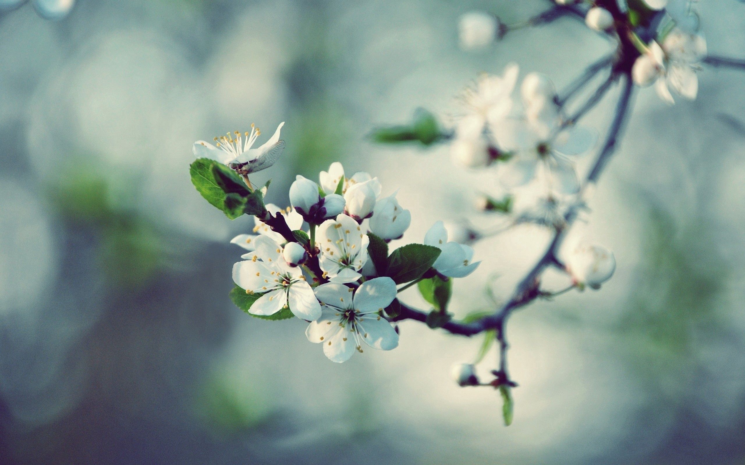 Laden Sie das Makro, Holz, Baum, Blühen, Blühenden, Blumen, Ast, Zweig, Frühling-Bild kostenlos auf Ihren PC-Desktop herunter