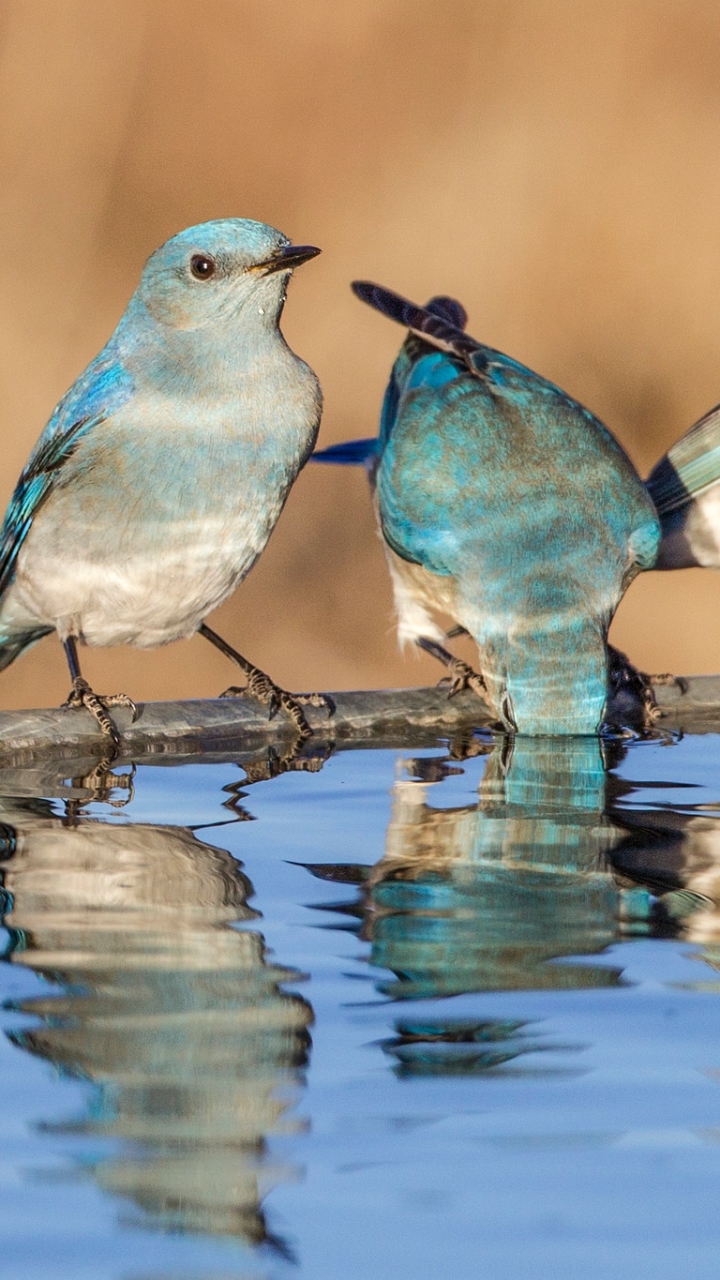 Download mobile wallpaper Birds, Water, Reflection, Bird, Animal for free.