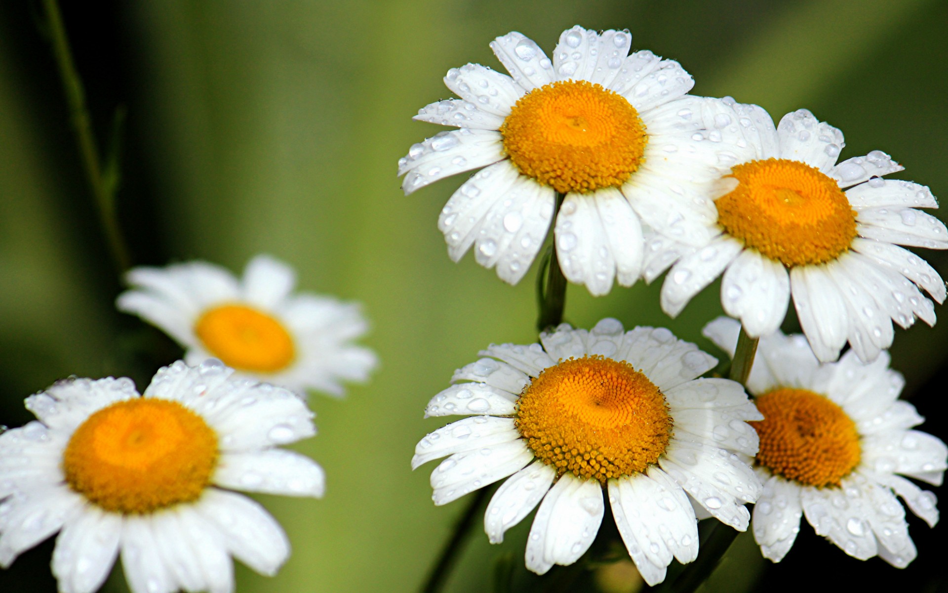 Free download wallpaper Flowers, Earth, Daisy on your PC desktop