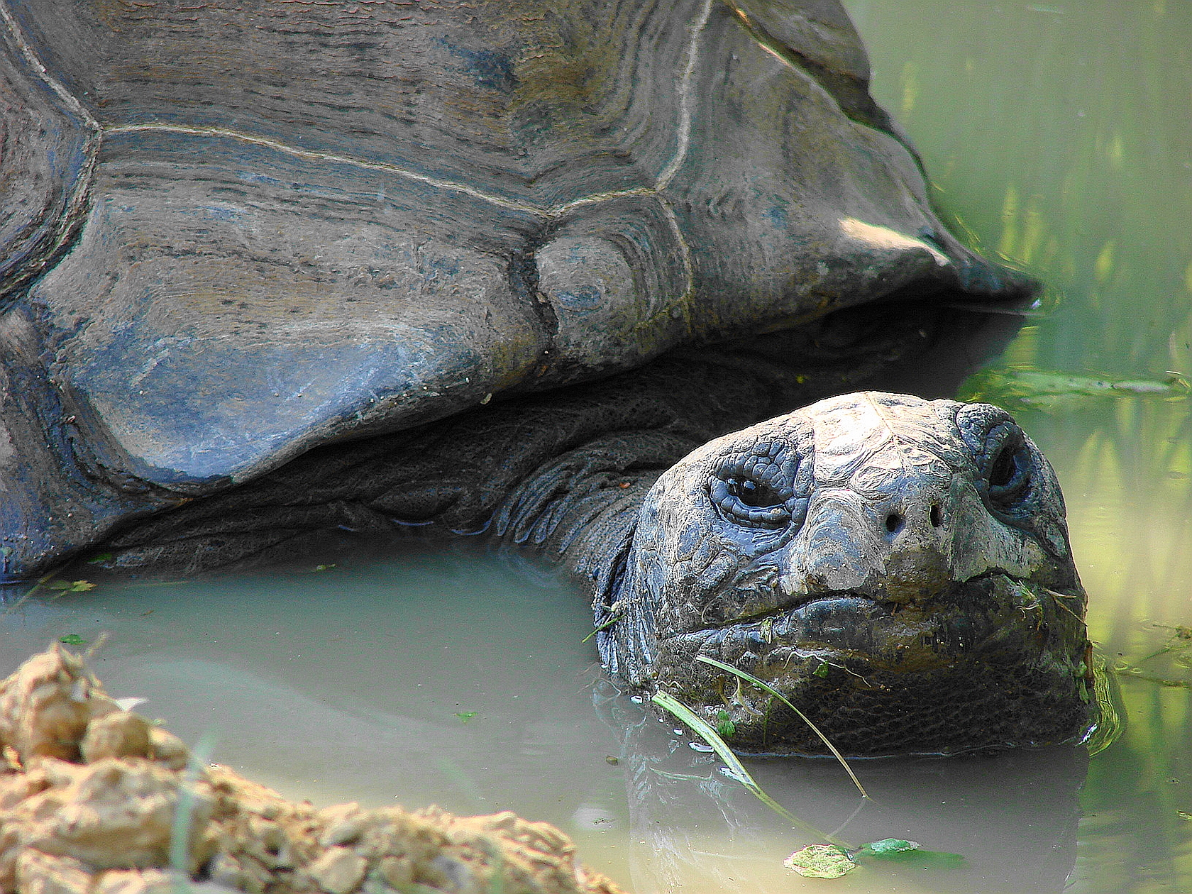 Laden Sie Aldabra Riesenschildkröte HD-Desktop-Hintergründe herunter