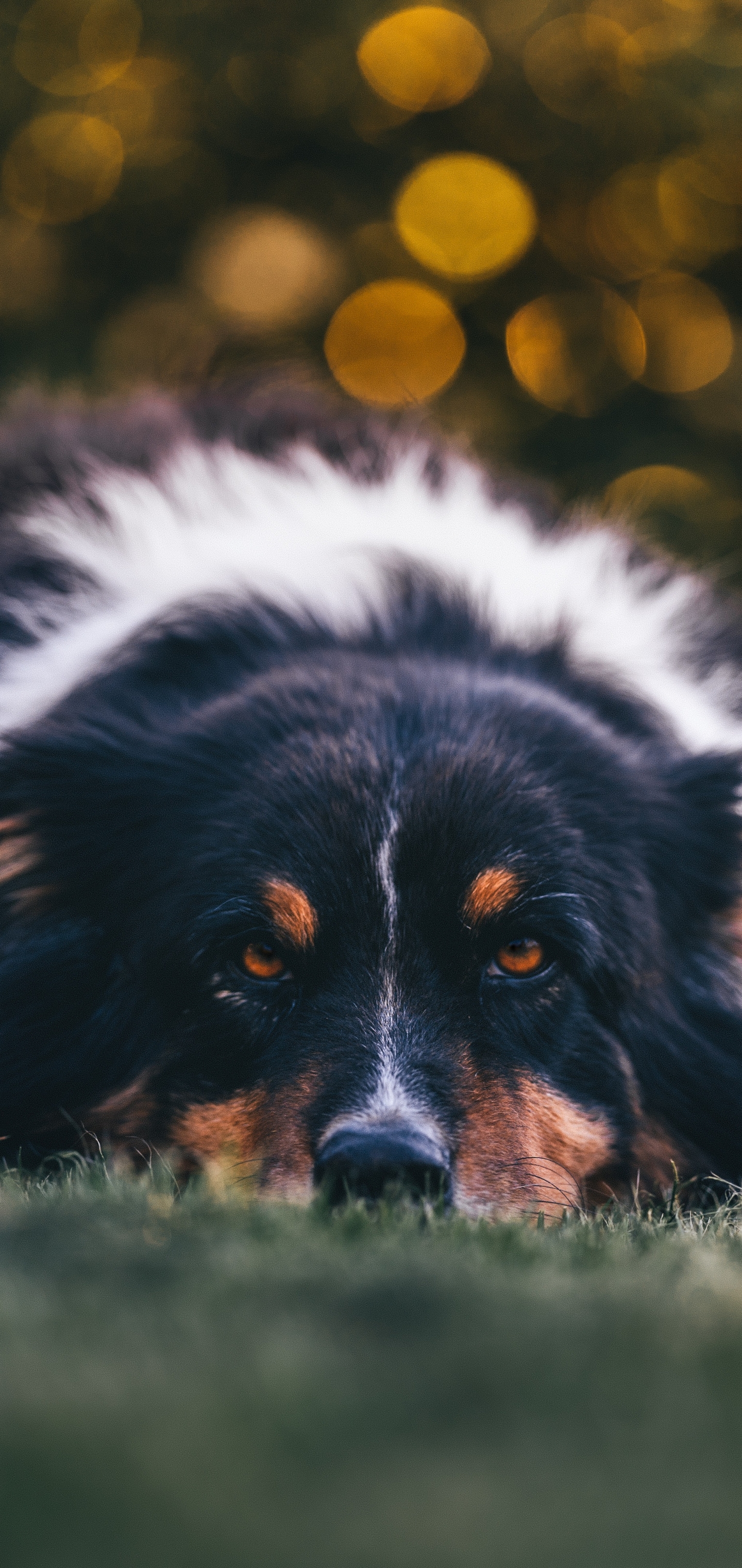 Download mobile wallpaper Dogs, Dog, Animal, Bokeh, Australian Shepherd for free.