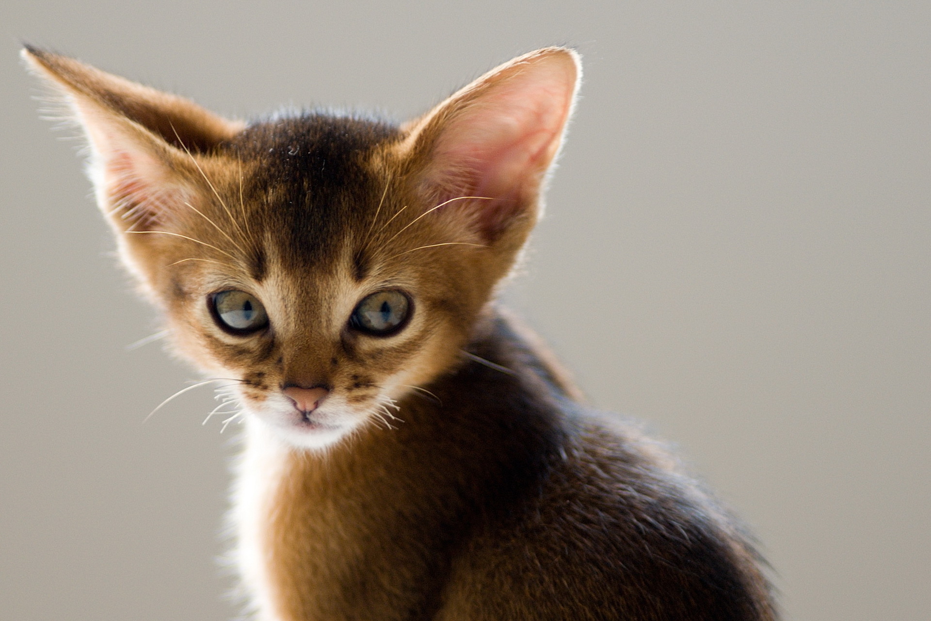 Descarga gratuita de fondo de pantalla para móvil de Gatito, Gato, Gatos, Animales, Lindo.