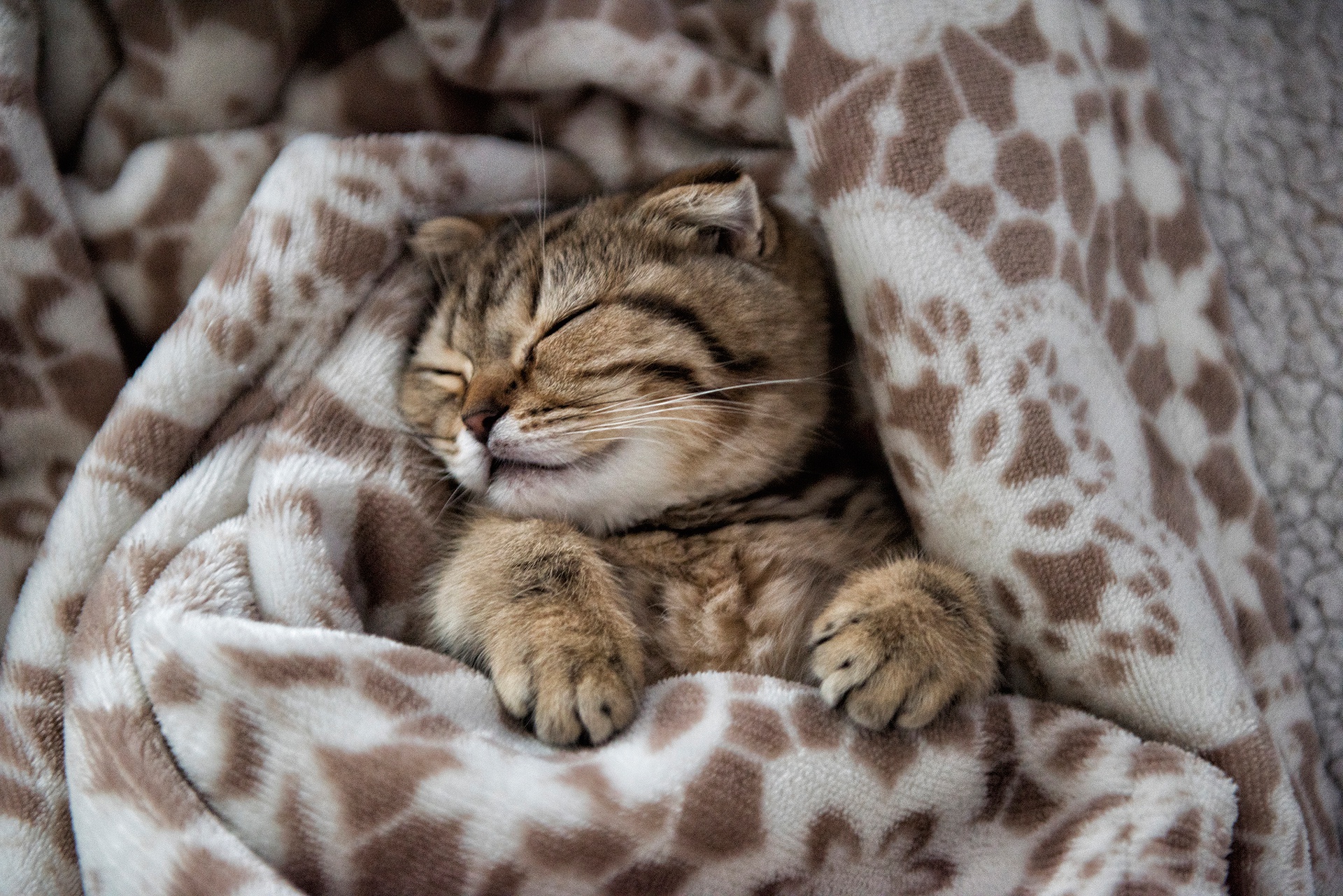 Free download wallpaper Cats, Cat, Kitten, Animal, Sleeping, Baby Animal on your PC desktop