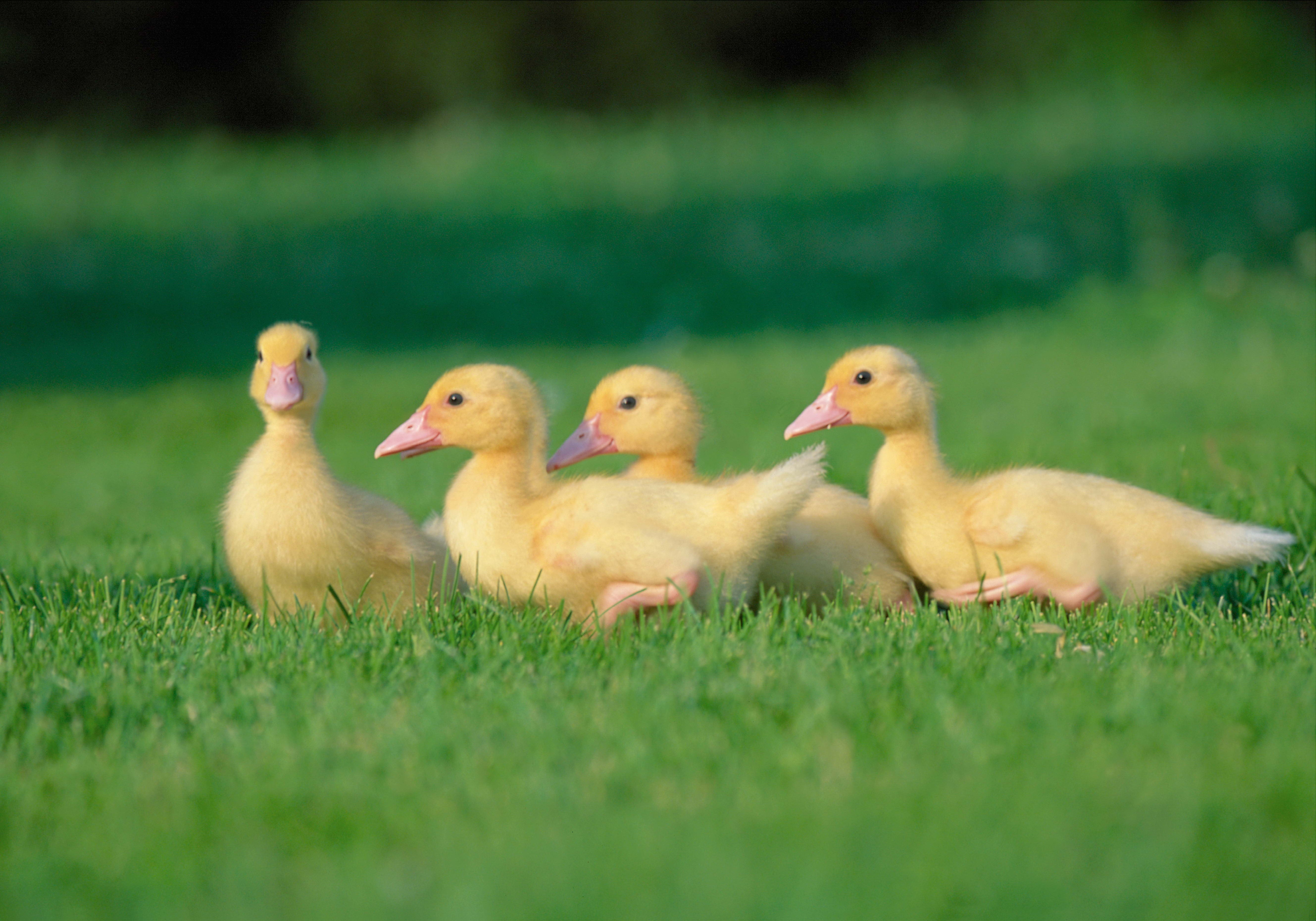 chicks, animals, geese, grass