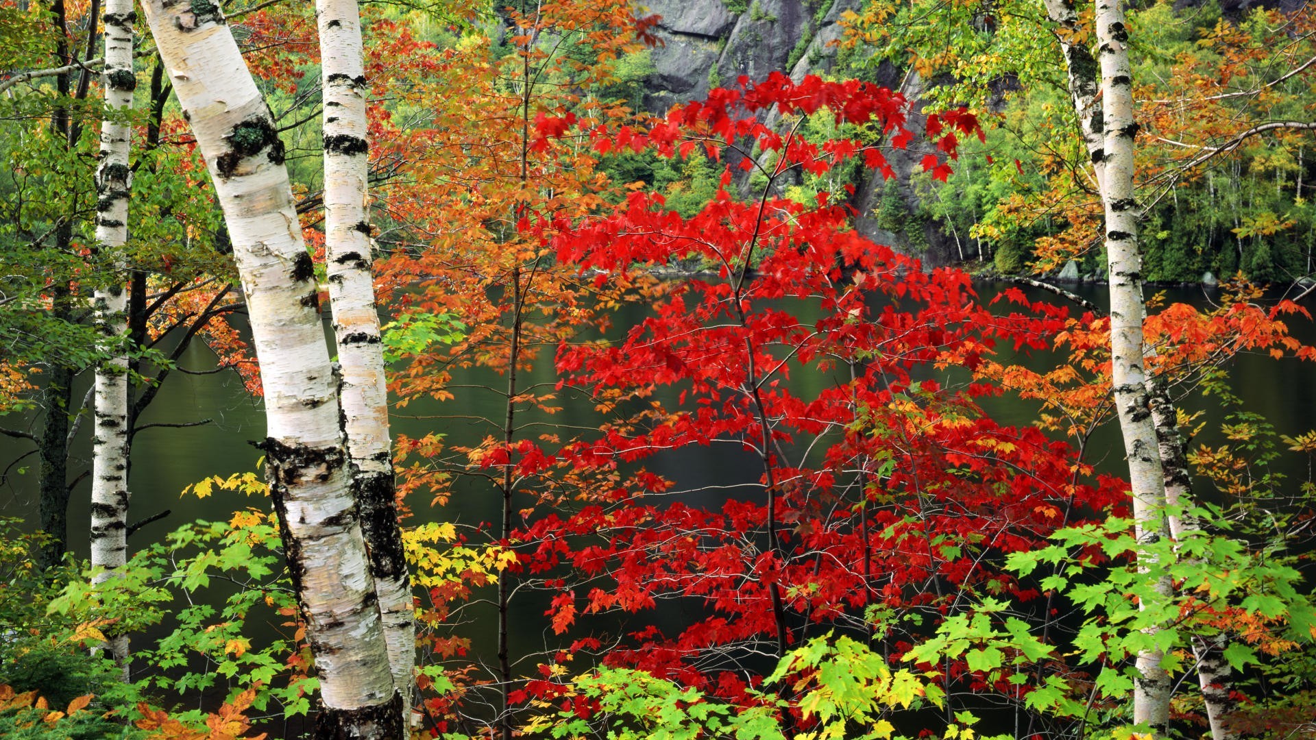Скачать обои бесплатно Осень, Озера, Озеро, Дерево, Цвета, Листва, Красочный, Земля/природа, Берёза картинка на рабочий стол ПК