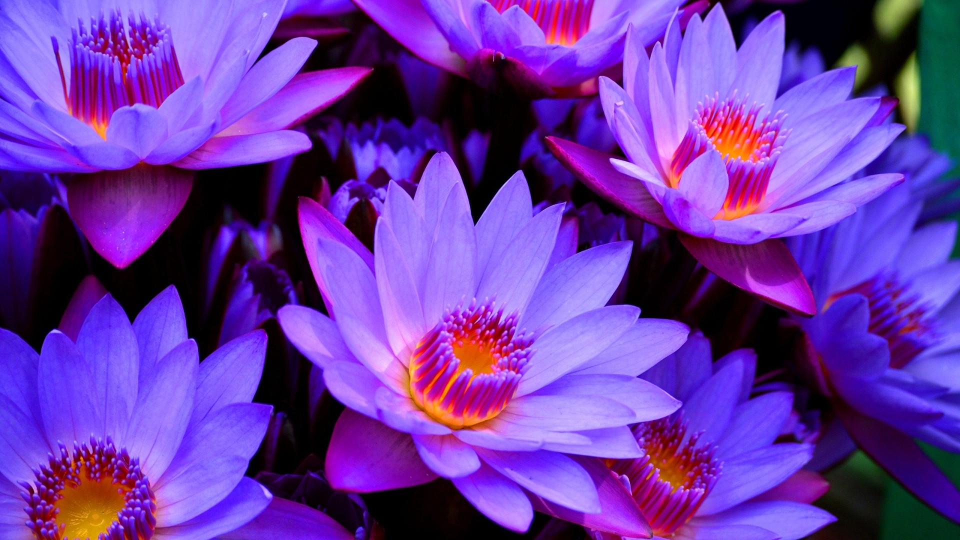 無料モバイル壁紙自然, フラワーズ, 花, 閉じる, 地球, ロータス, 紫色の花をダウンロードします。
