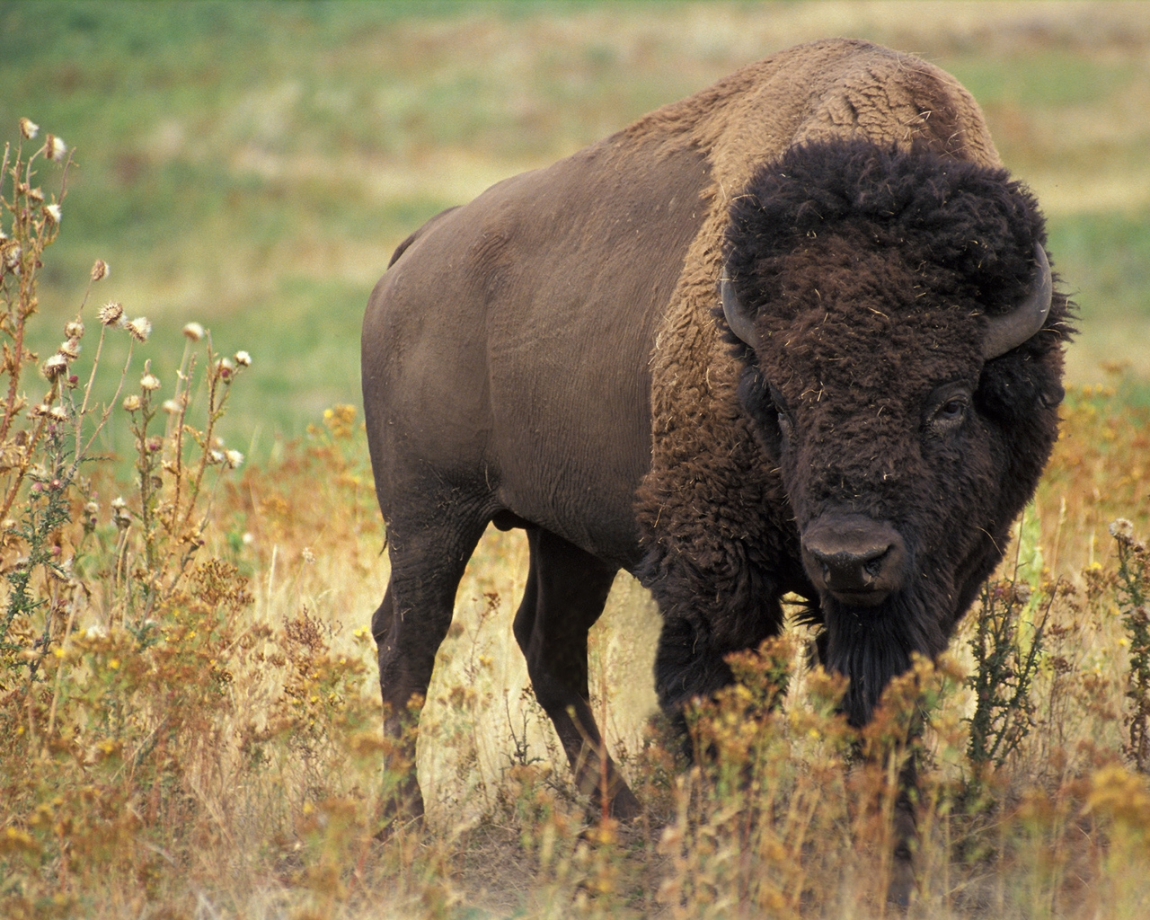 1481771 Bild herunterladen tiere, amerikanischer bison - Hintergrundbilder und Bildschirmschoner kostenlos