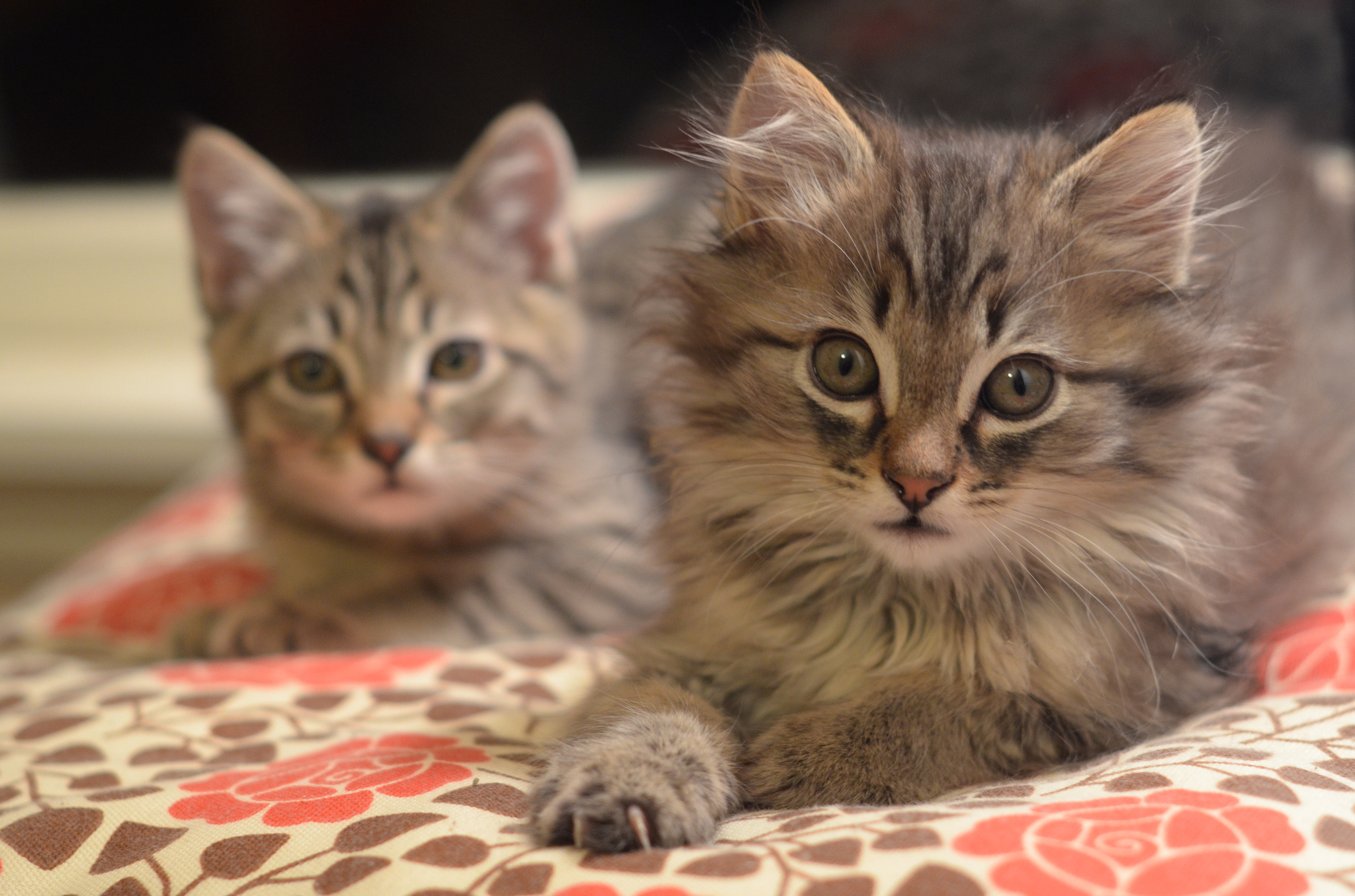 Handy-Wallpaper Tiere, Katzen, Katze, Kätzchen kostenlos herunterladen.