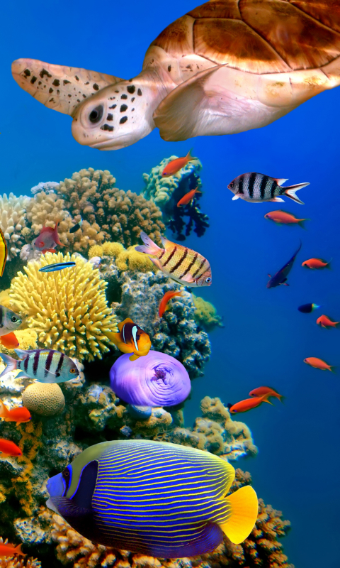 Handy-Wallpaper Tiere, Fische, Fisch, Unterwasser, Schildkröte, Korallenriff kostenlos herunterladen.