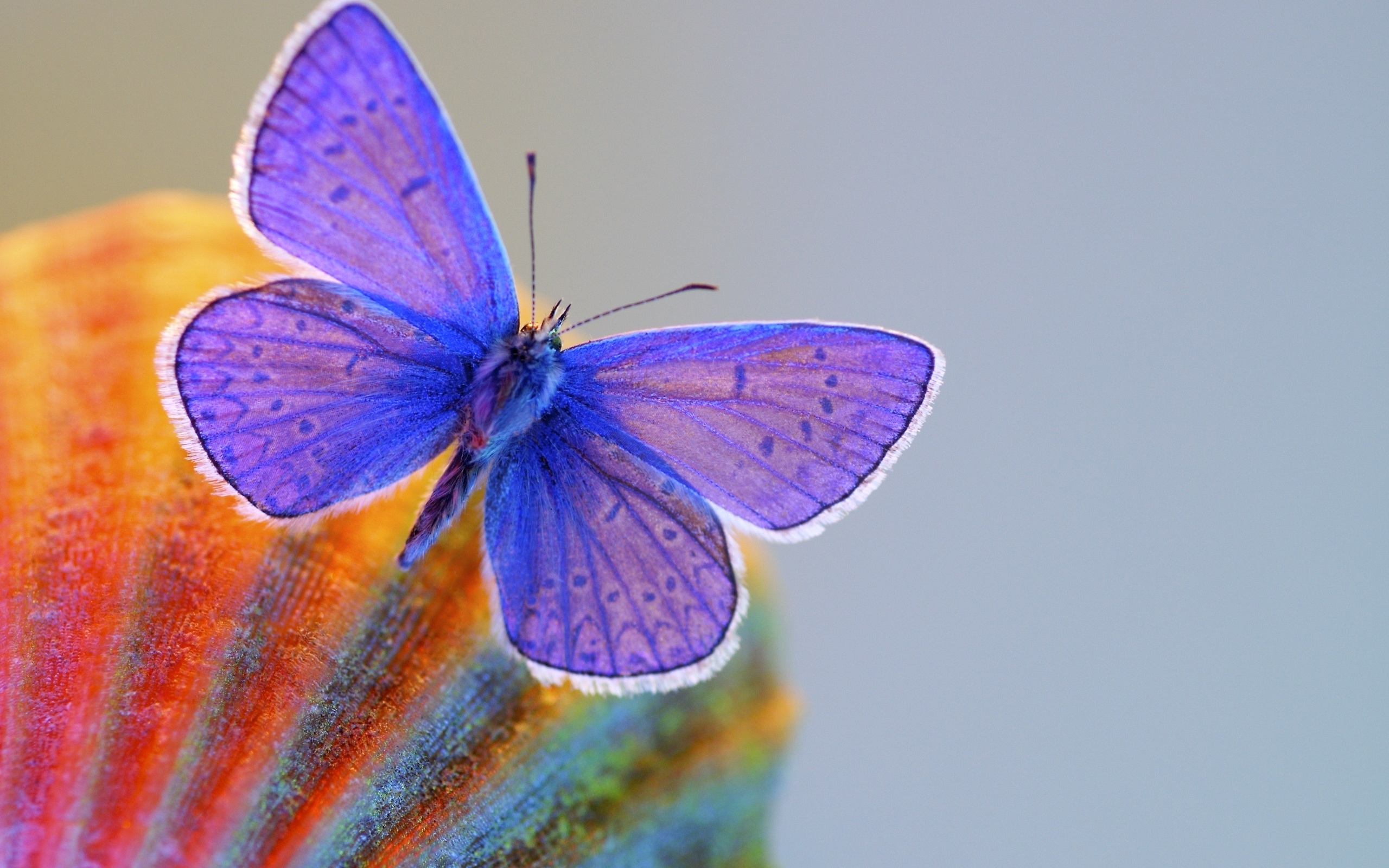 Laden Sie das Tiere, Schmetterlinge, Muschel-Bild kostenlos auf Ihren PC-Desktop herunter