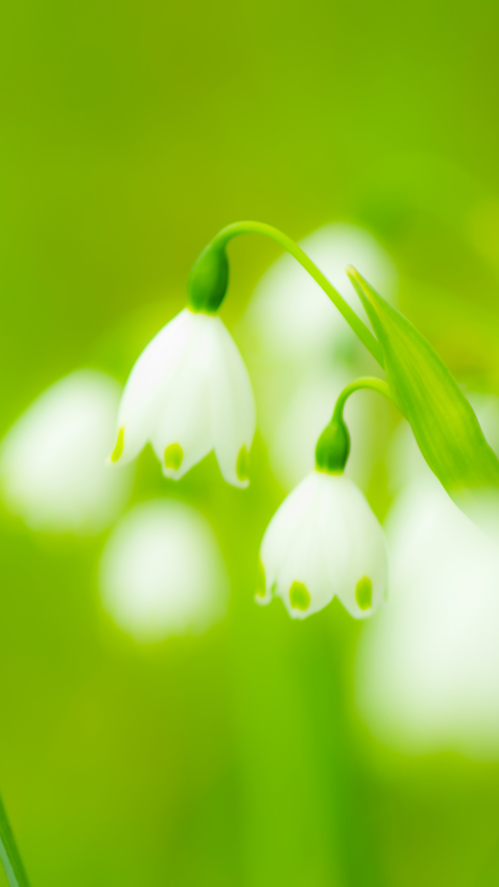 Download mobile wallpaper Flowers, Flower, Earth, Spring, Snowdrop for free.