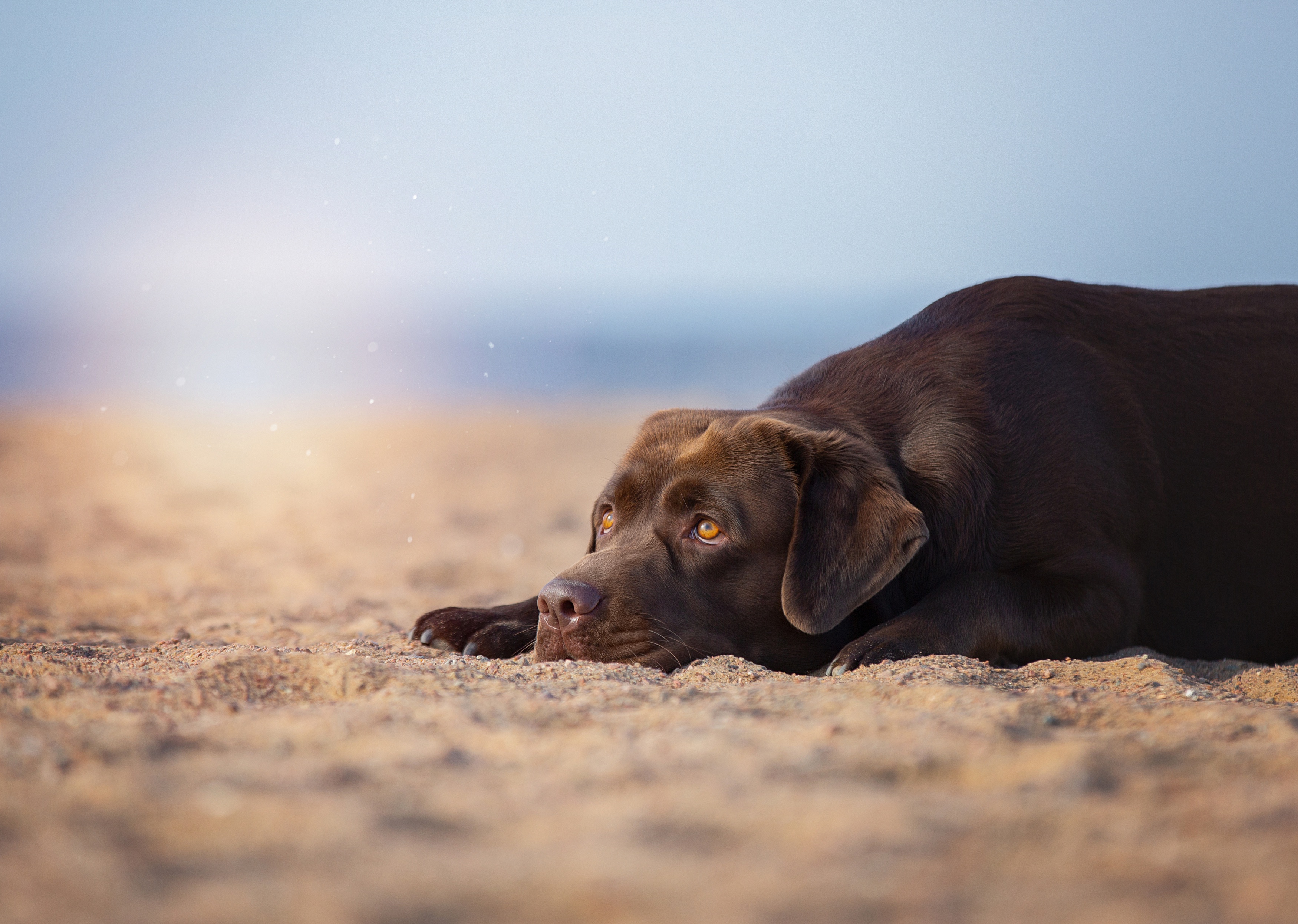 Download mobile wallpaper Dogs, Animal, Labrador Retriever, Chocolate Labrador for free.