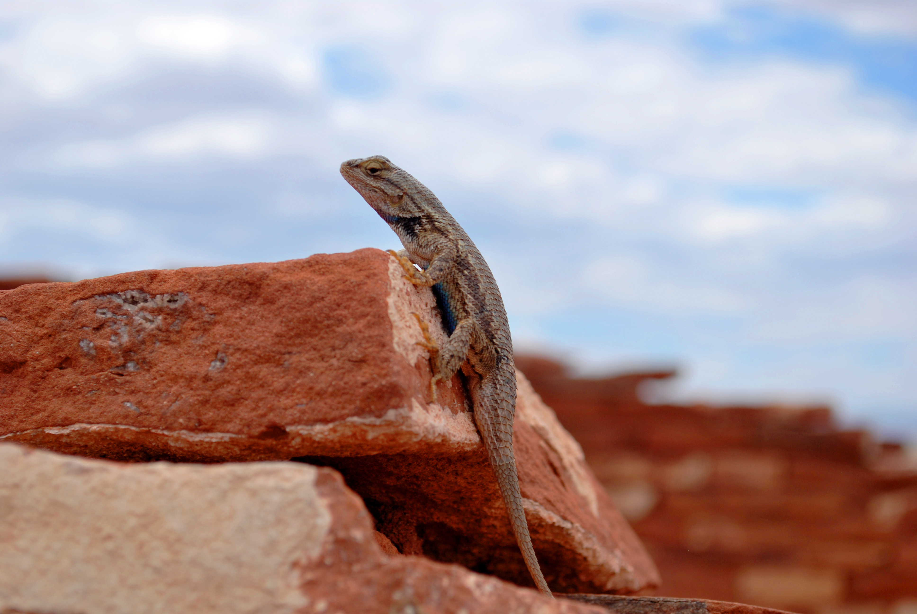 Baixar papel de parede para celular de Animais, Lagarto, Réptil, Répteis, Profundidade De Campo gratuito.