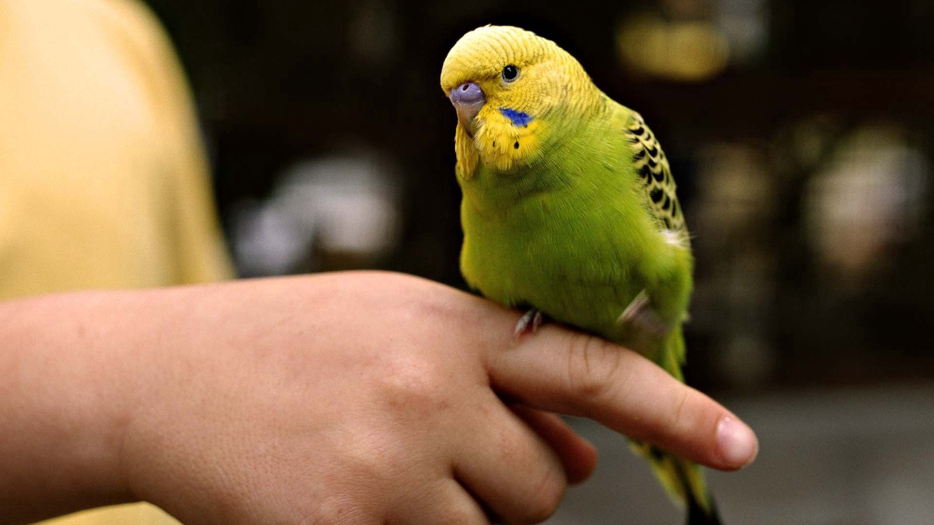 Handy-Wallpaper Tiere, Vogel, Farbe, Hände, Papageien kostenlos herunterladen.