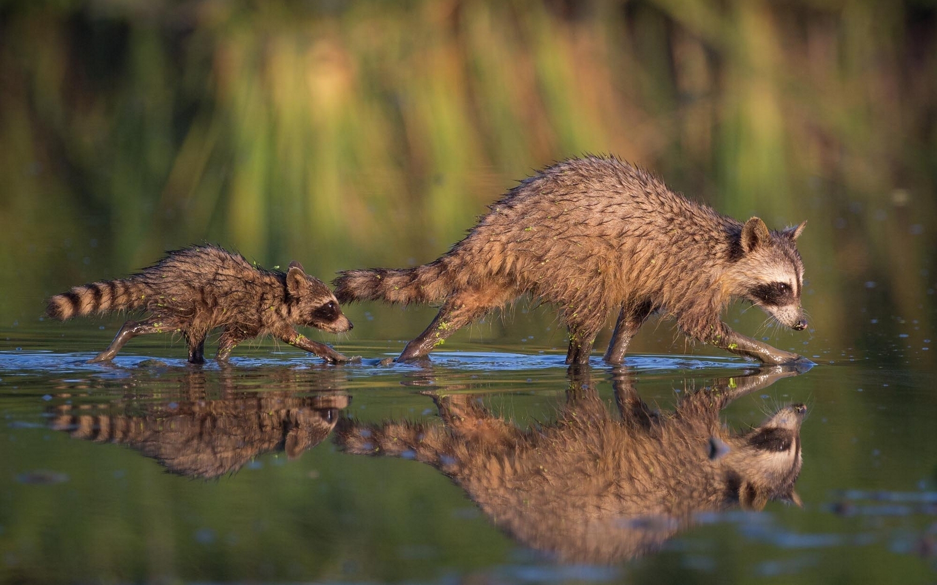 raccoon, animal, baby animal, bokeh, reflection