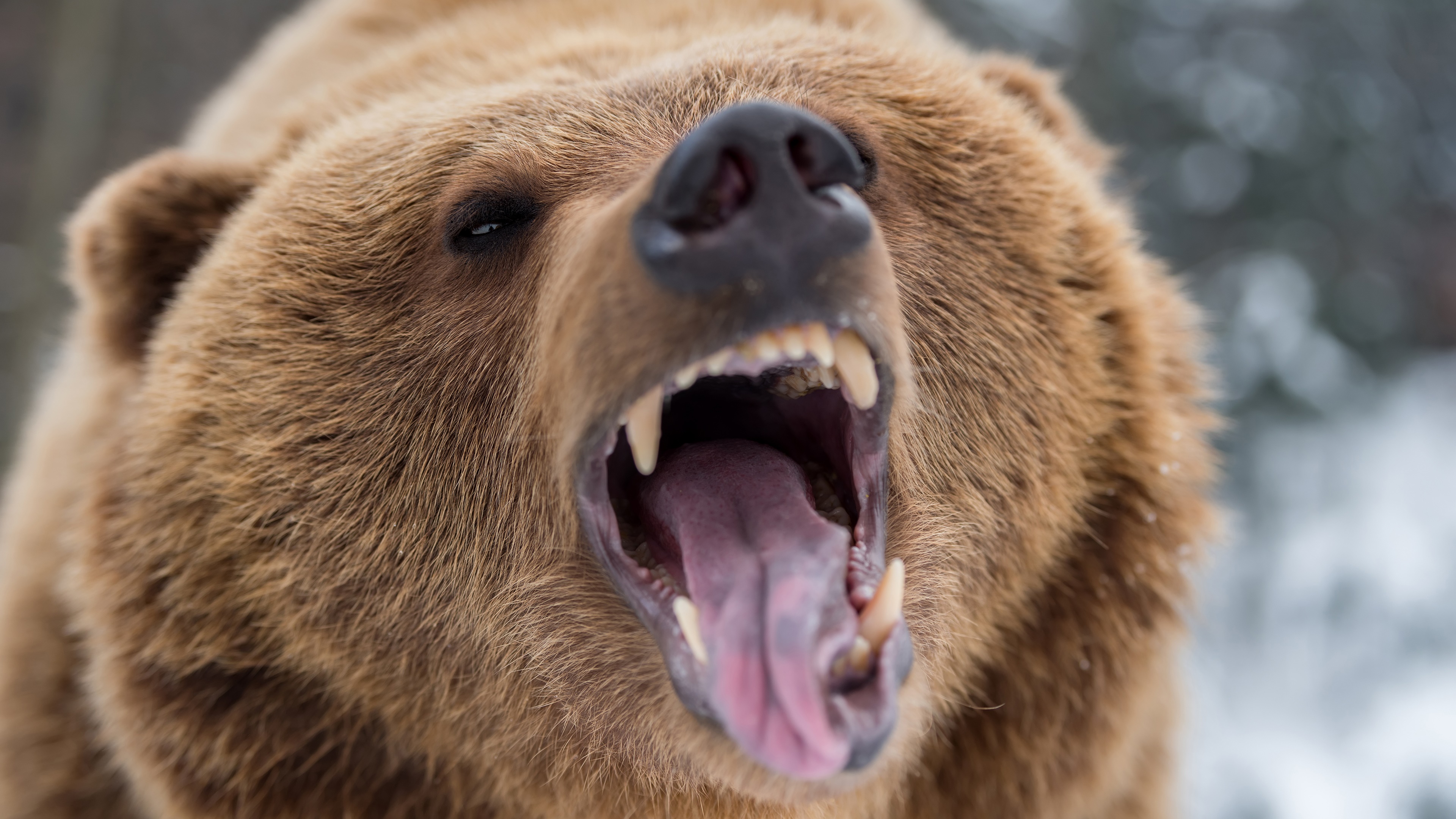 468083 Bild herunterladen tiere, grizzlybär, grizzly, brüllen, bären - Hintergrundbilder und Bildschirmschoner kostenlos