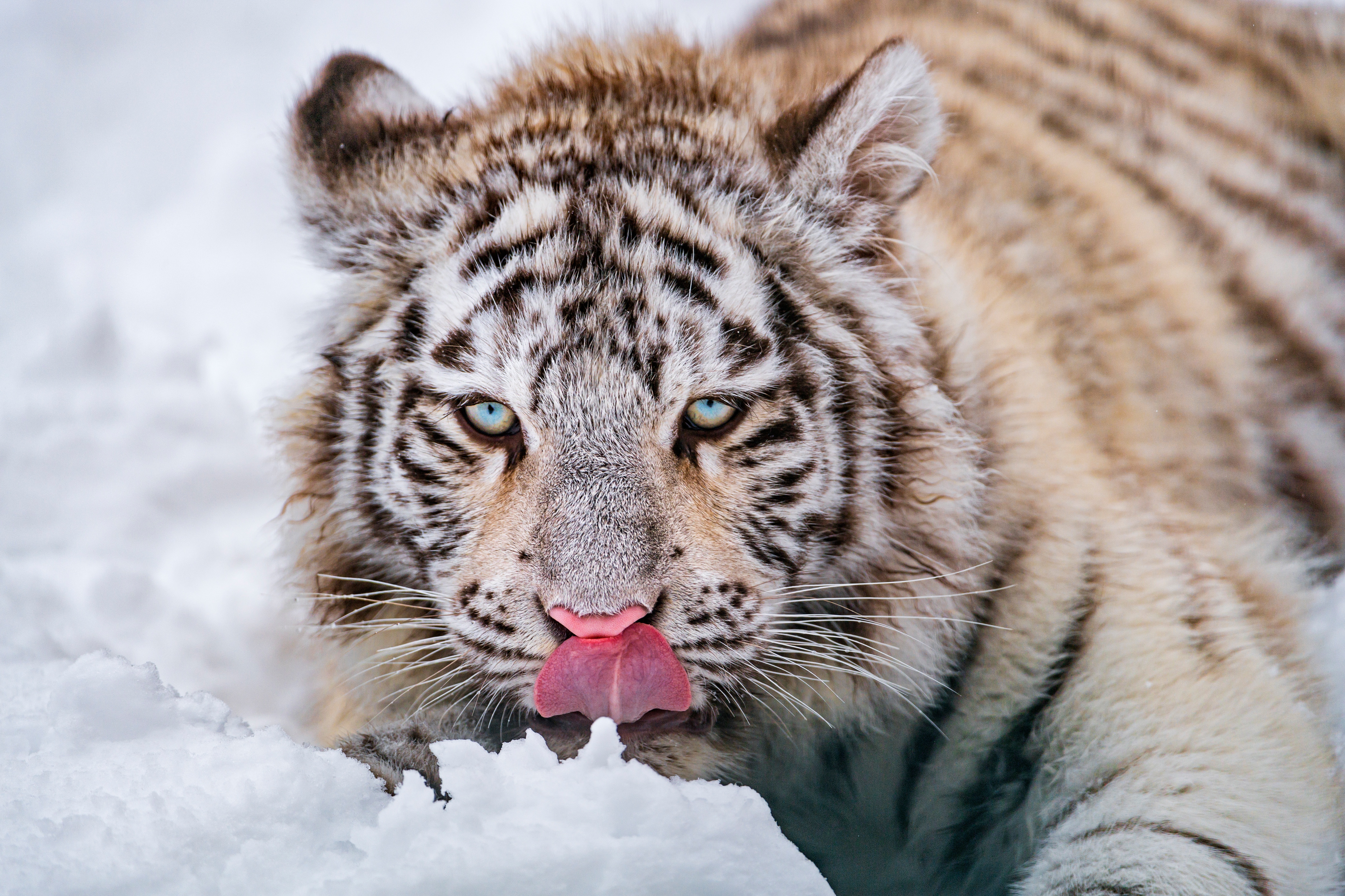 Descarga gratuita de fondo de pantalla para móvil de Animales, Gatos, Tigre Blanco.