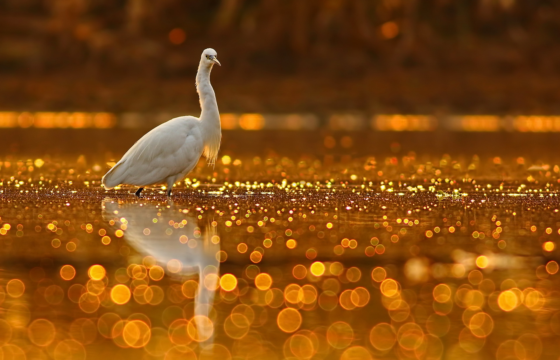 Download mobile wallpaper Birds, Water, Reflection, Bird, Animal, Bokeh, Orange (Color) for free.