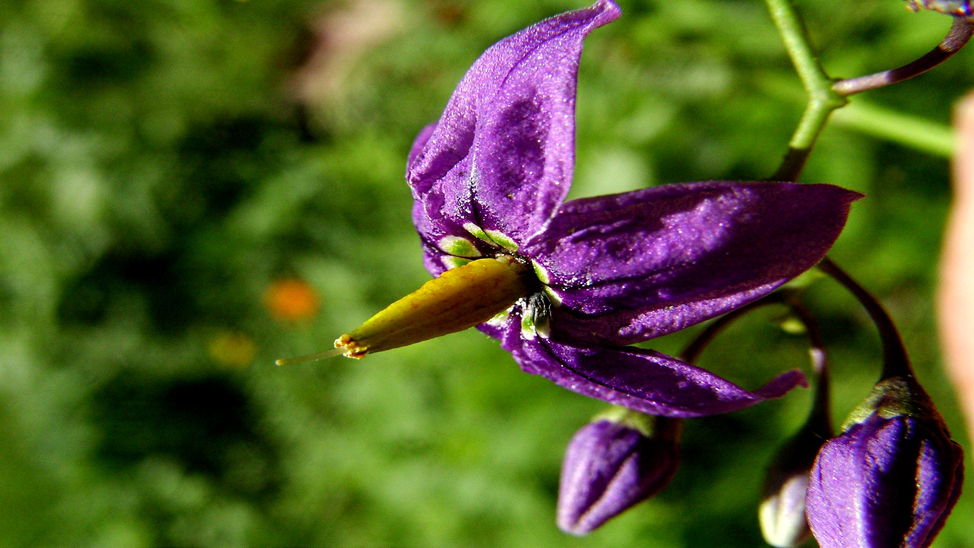 Téléchargez gratuitement l'image Fleurs, Fleur, Terre/nature sur le bureau de votre PC