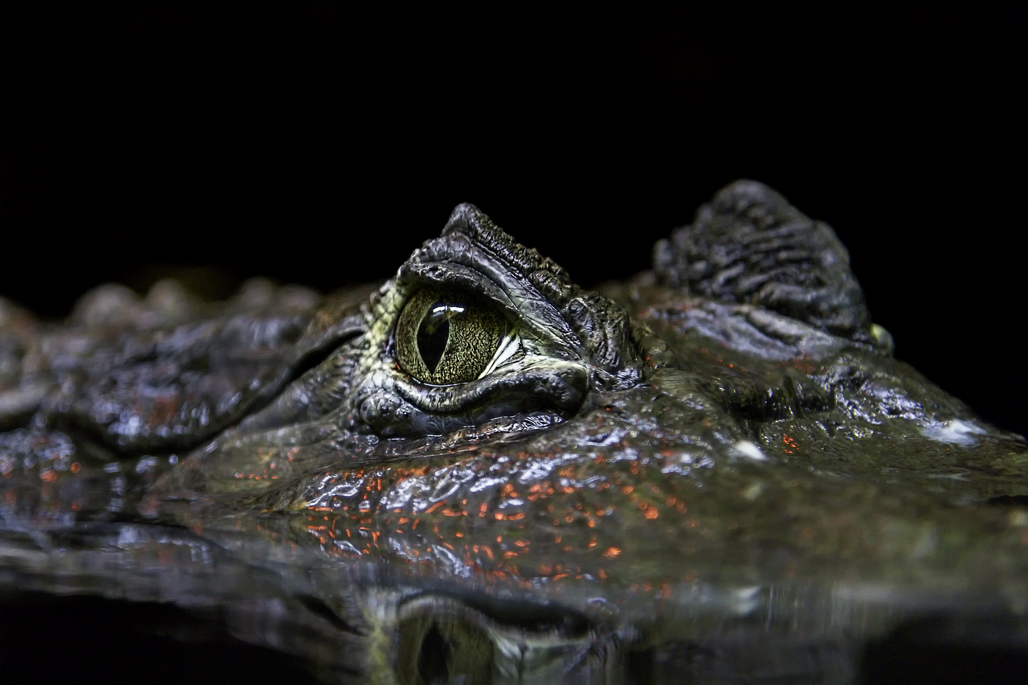 Download mobile wallpaper Water, Reflection, Animal, Reptiles, Eye, Crocodile for free.