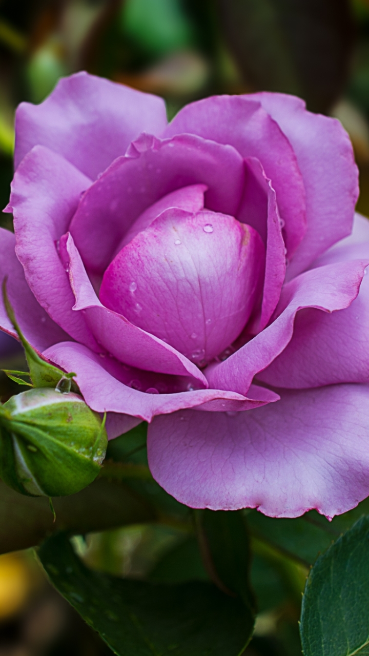 Descarga gratuita de fondo de pantalla para móvil de Flores, Rosa, Flor, Tierra, Flor Purpura, Tierra/naturaleza.