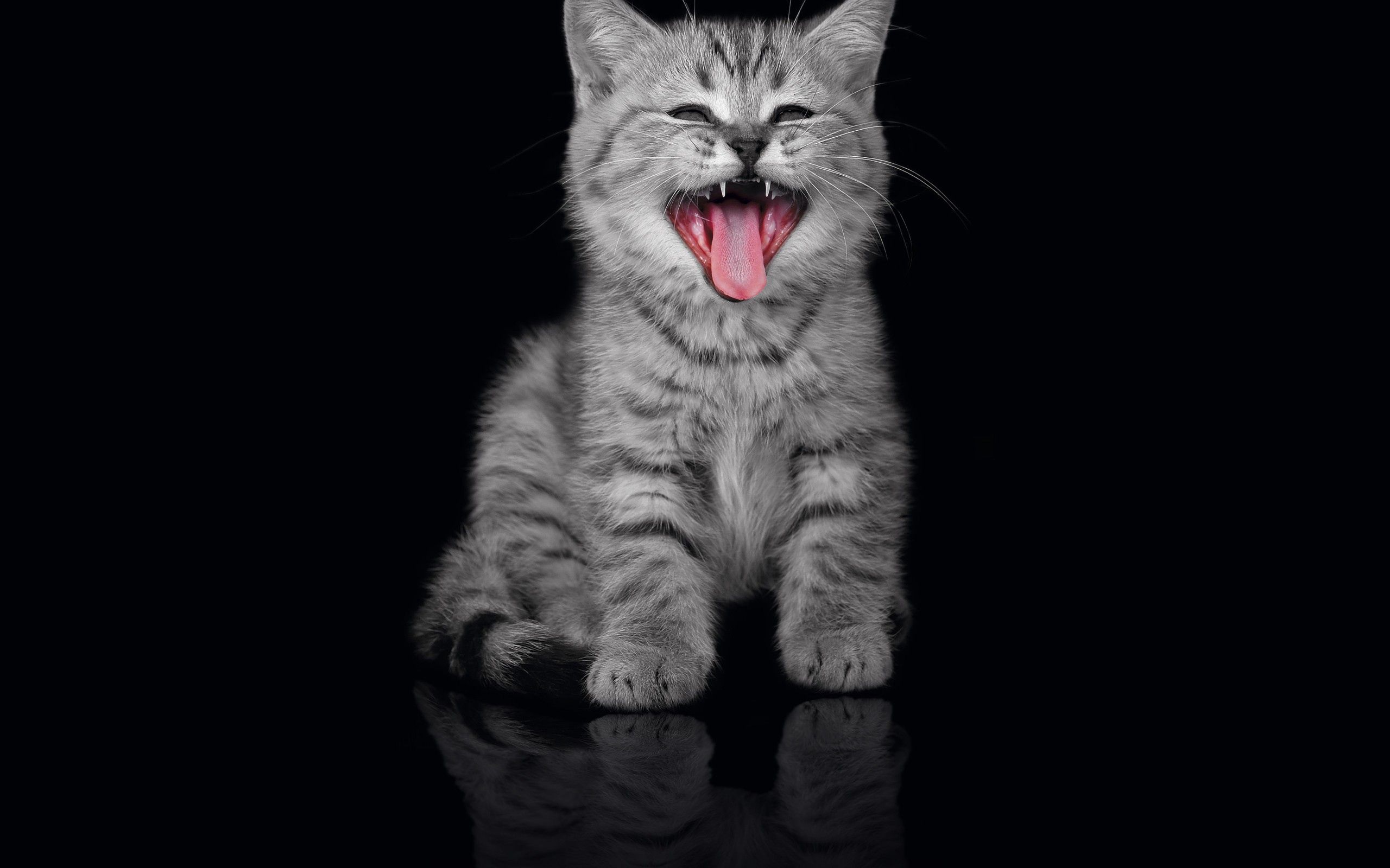 kitty, animals, kitten, muzzle, dark background, to yawn, yawn 4K, Ultra HD