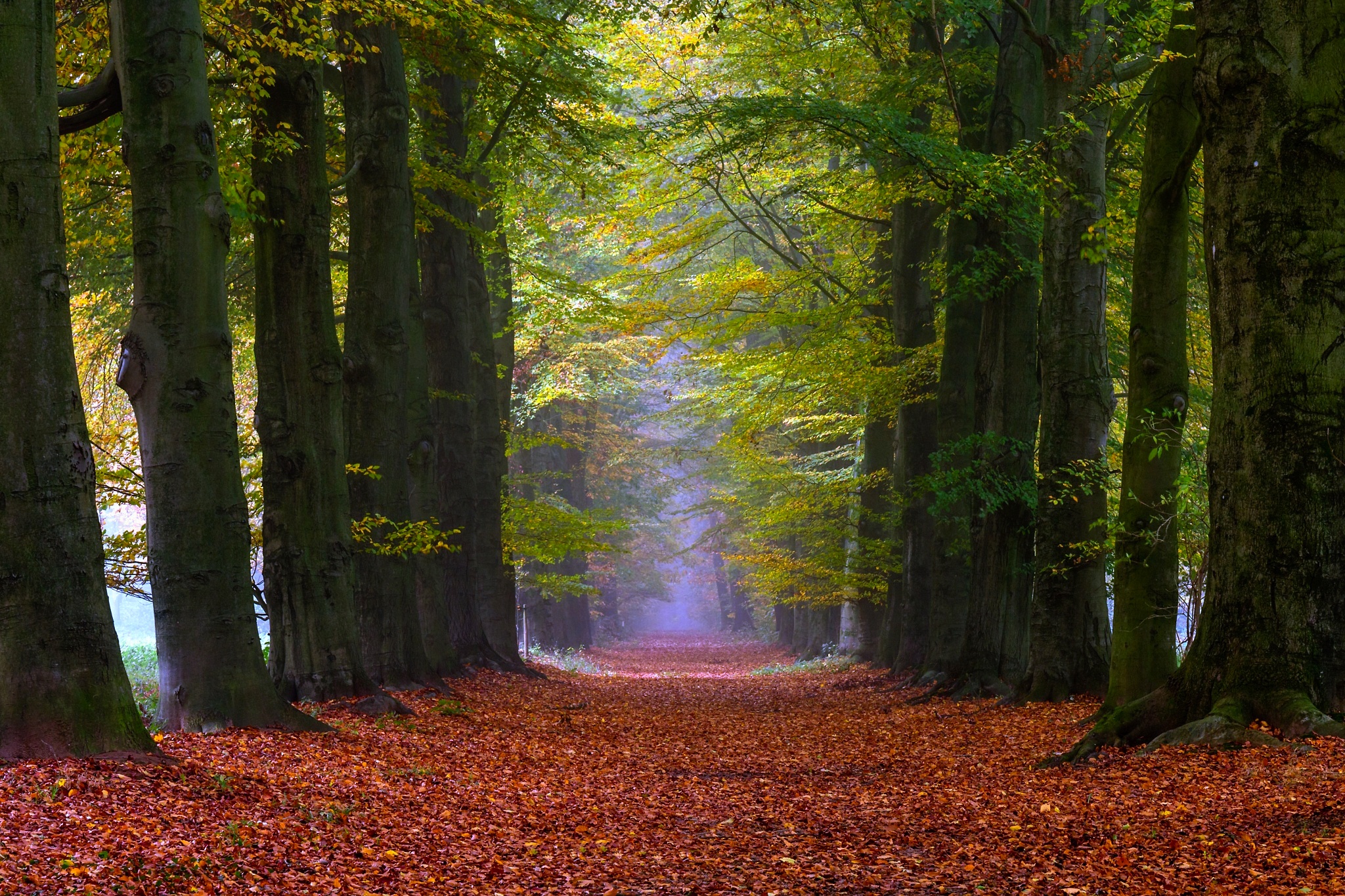 Free download wallpaper Nature, Tree, Fall, Earth, Path, Tree Lined on your PC desktop