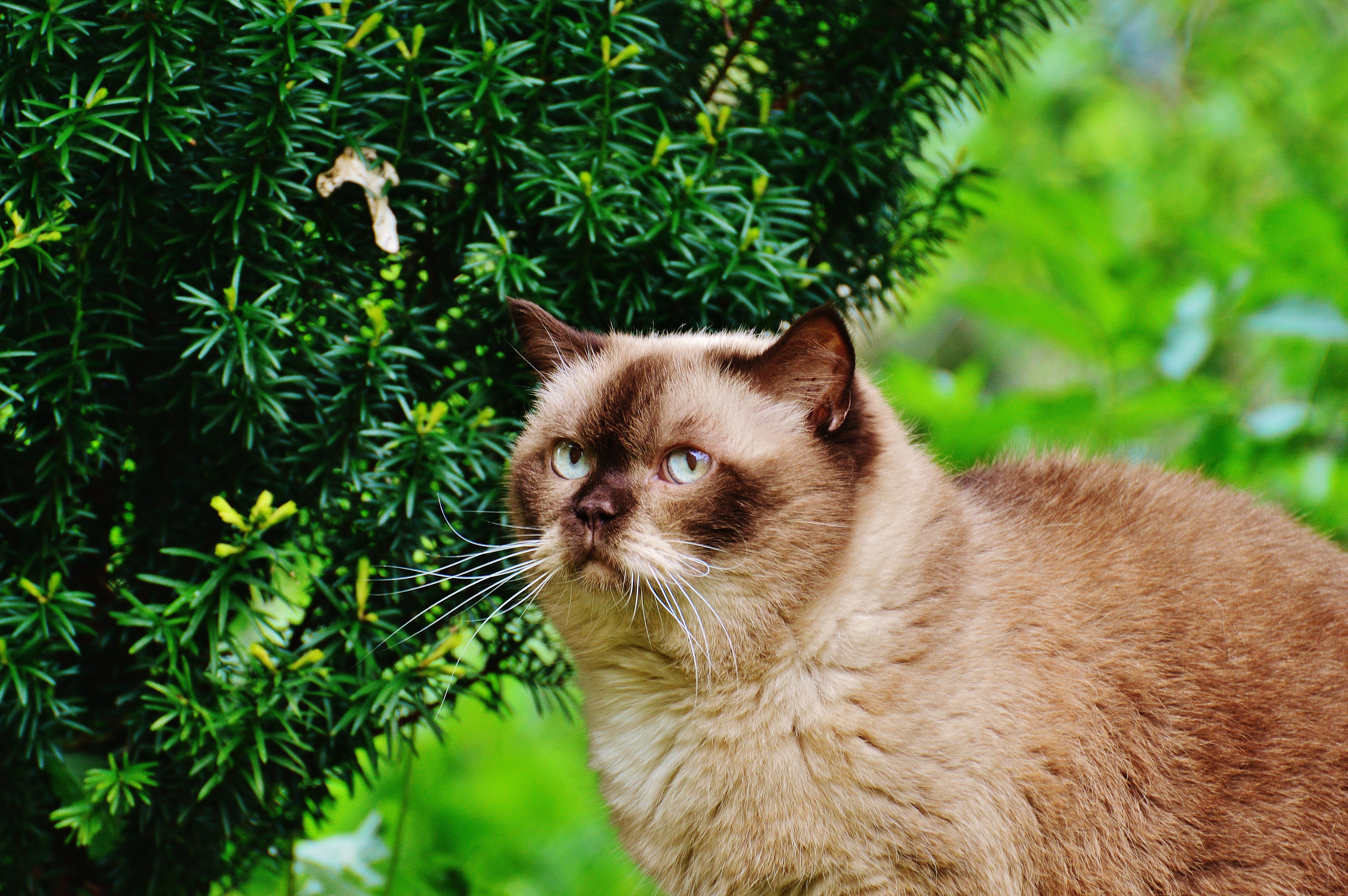 Download mobile wallpaper British Shorthair Cat, British Shorthaired Cat, Branches, Animals, Cat for free.