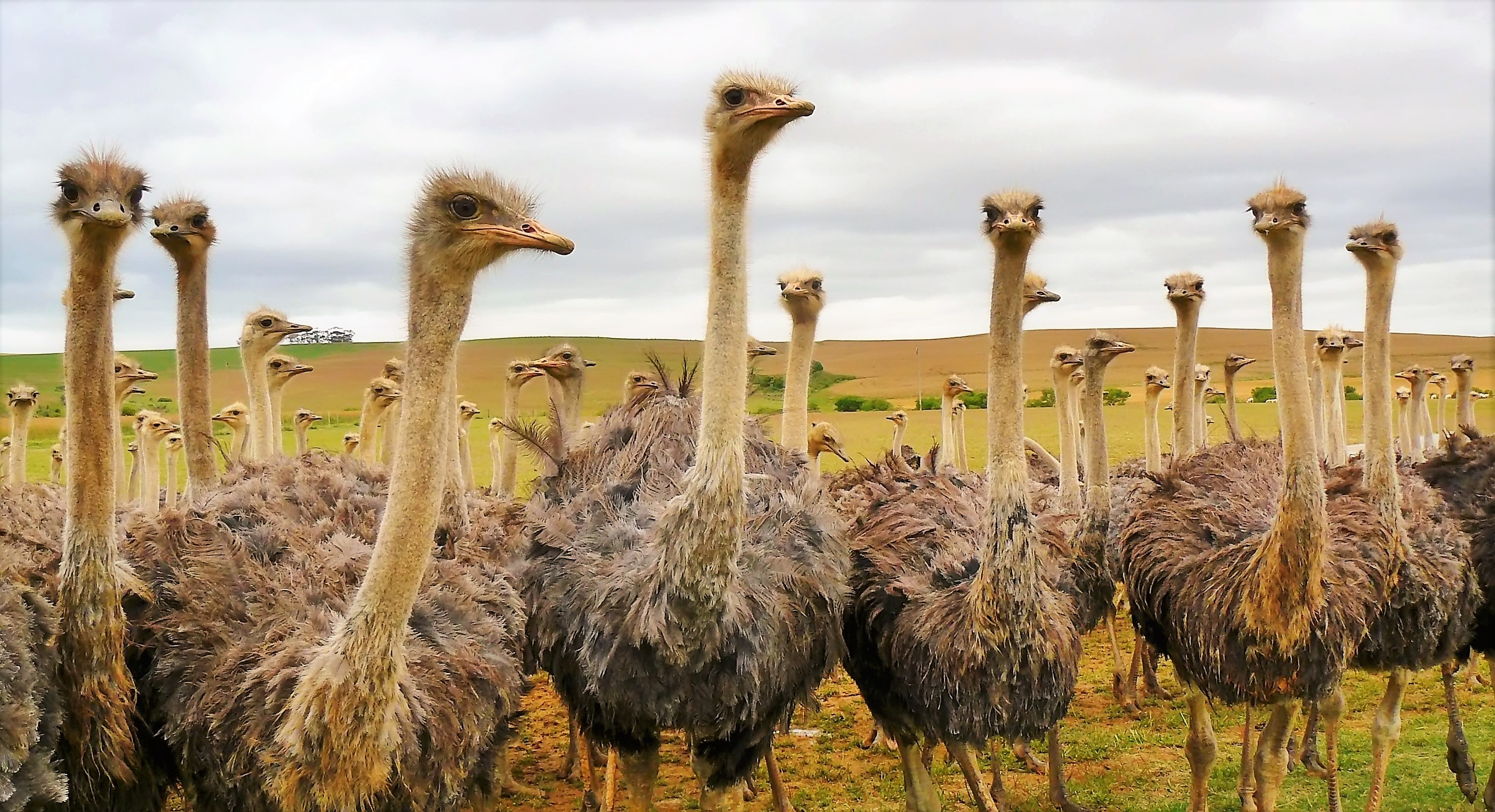 426399 descargar imagen animales, avestruz, ave, aves: fondos de pantalla y protectores de pantalla gratis