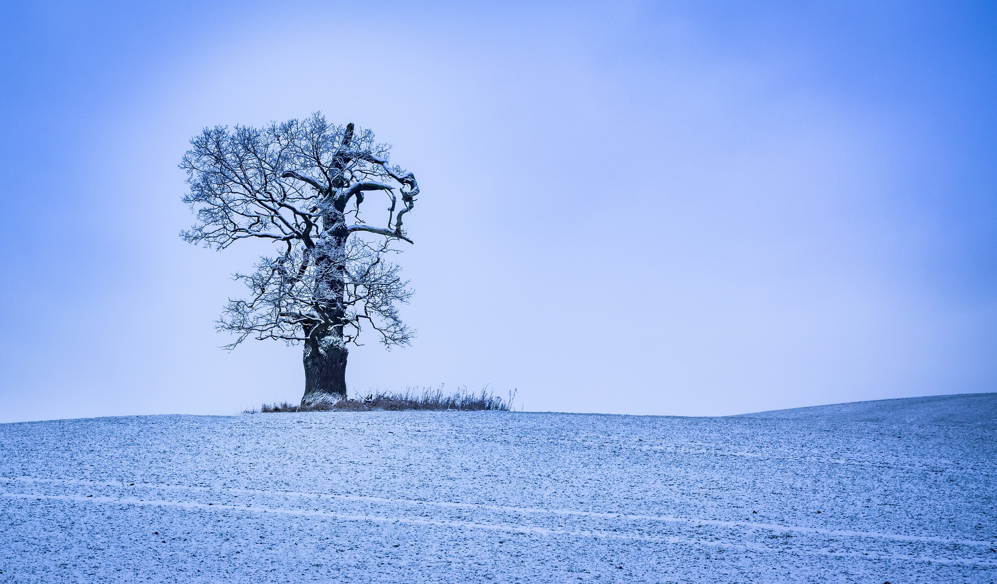 Скачать обои бесплатно Зима, Природа, Деревья, Дерево, Земля/природа, Одинокое Дерево картинка на рабочий стол ПК