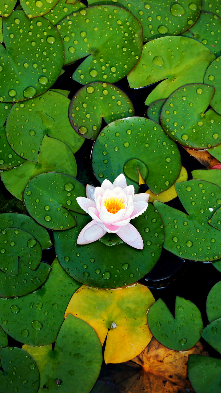 Download mobile wallpaper Flowers, Flower, Leaf, Earth, Water Lily, Water Drop, Lily Pad for free.