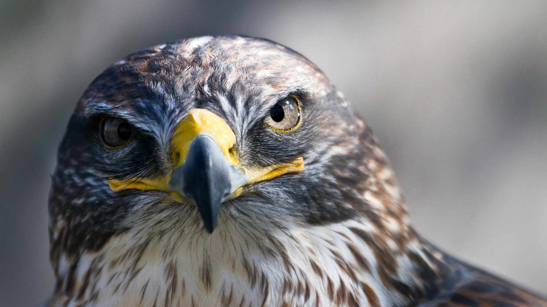 Laden Sie das Tiere, Adler-Bild kostenlos auf Ihren PC-Desktop herunter