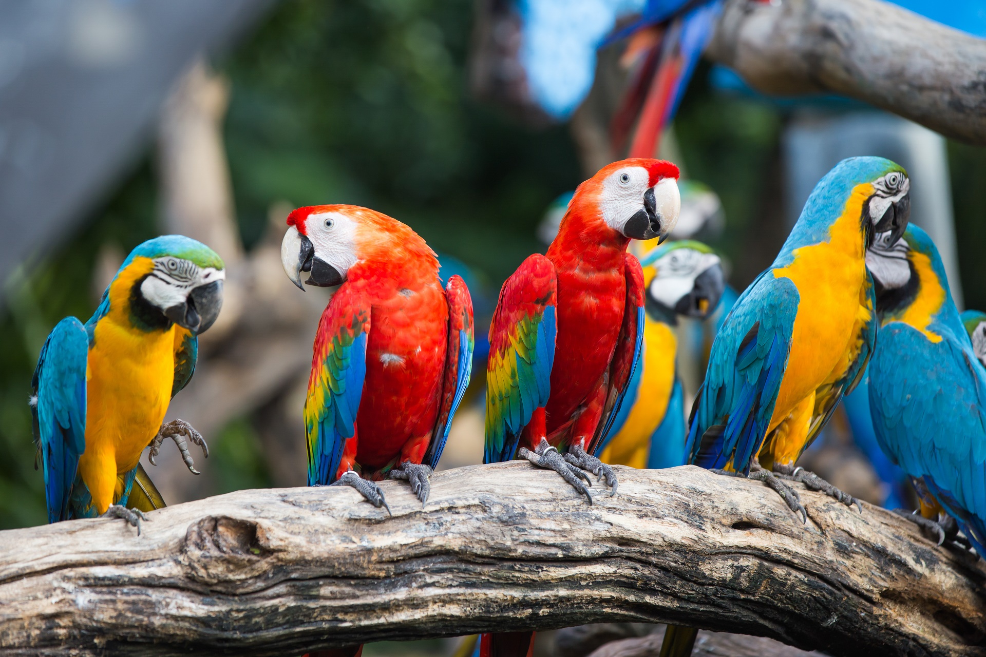 Download mobile wallpaper Birds, Bird, Animal, Macaw, Parrot, Blue And Yellow Macaw, Scarlet Macaw for free.