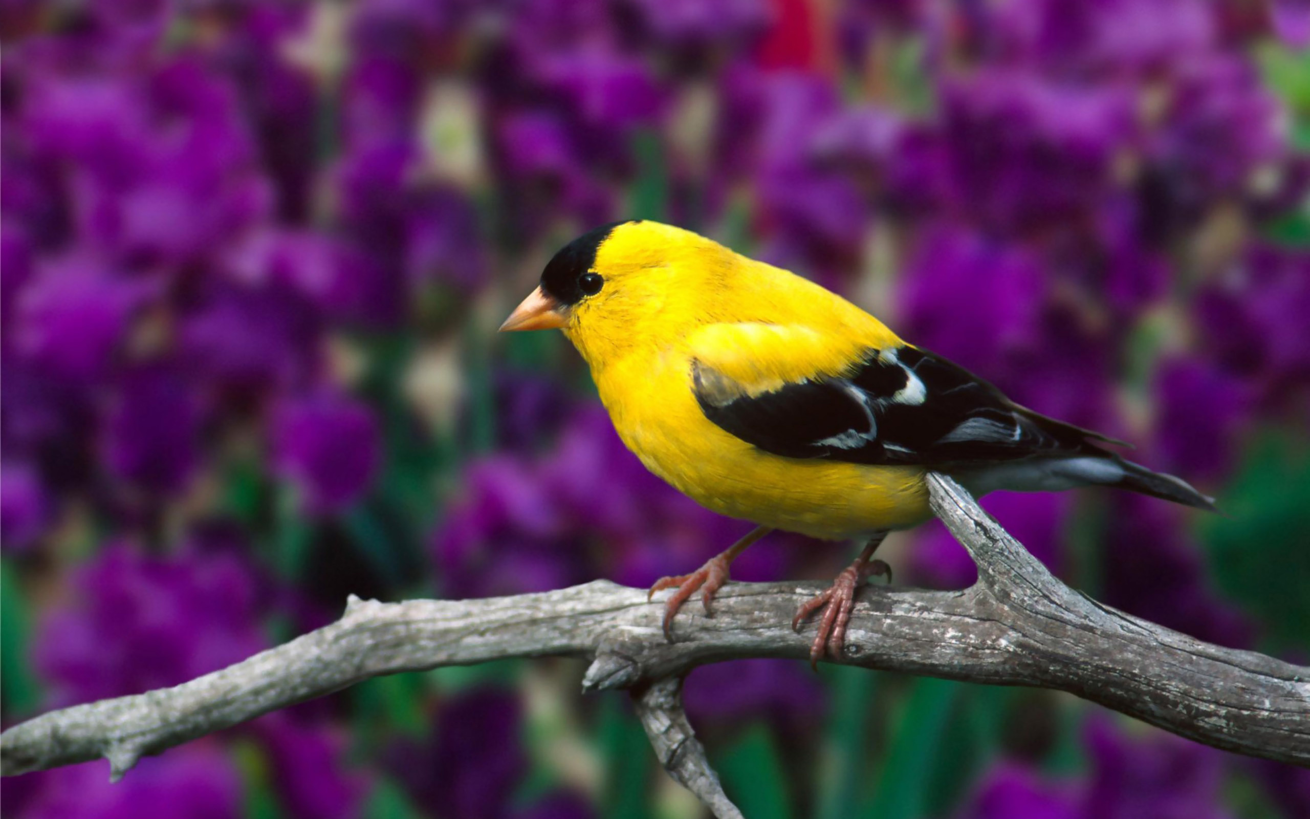 Free download wallpaper Birds, Bird, Animal on your PC desktop