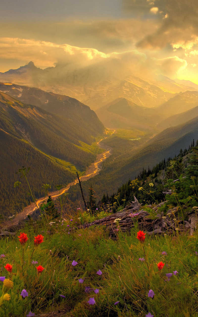 Descarga gratuita de fondo de pantalla para móvil de Paisaje, Hierba, Amanecer, Flor, Césped, Tierra/naturaleza.