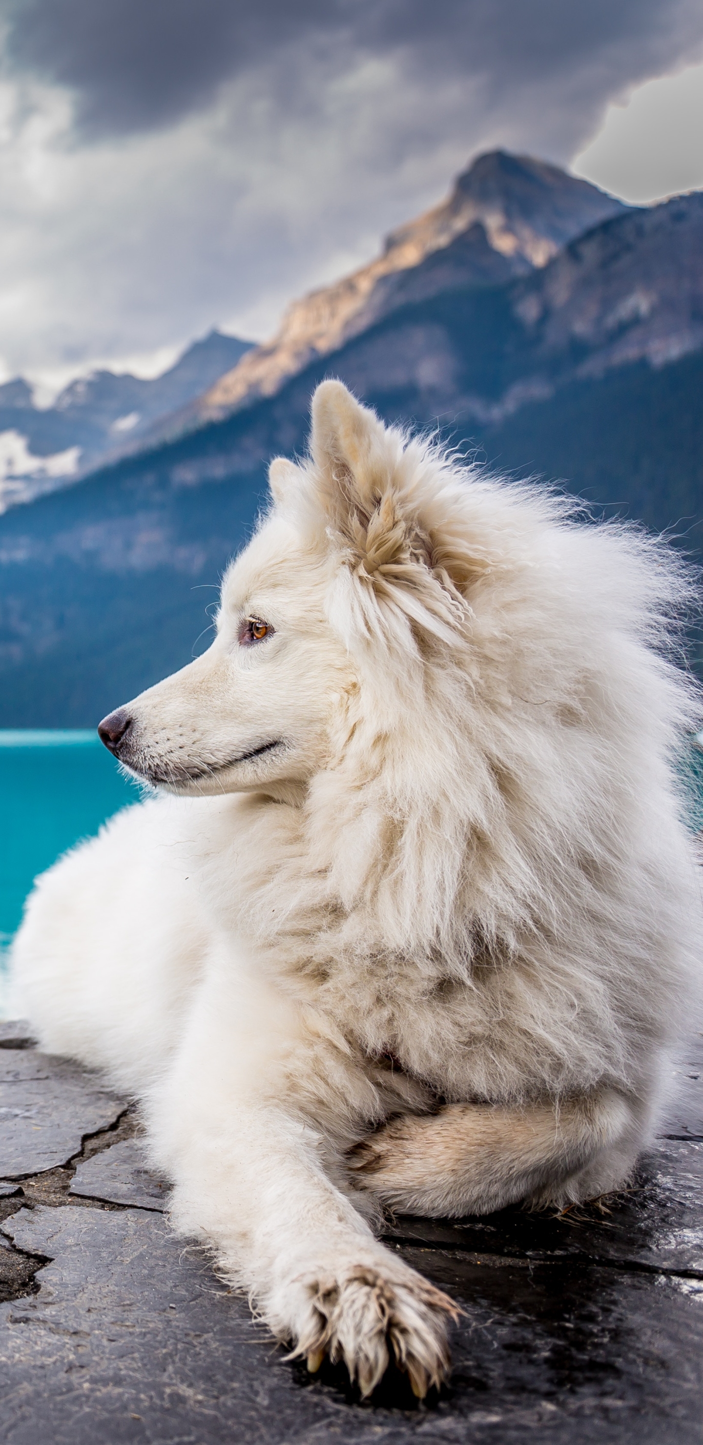 Free download wallpaper Dogs, Canada, Dog, Animal, Banff National Park, Lying Down on your PC desktop